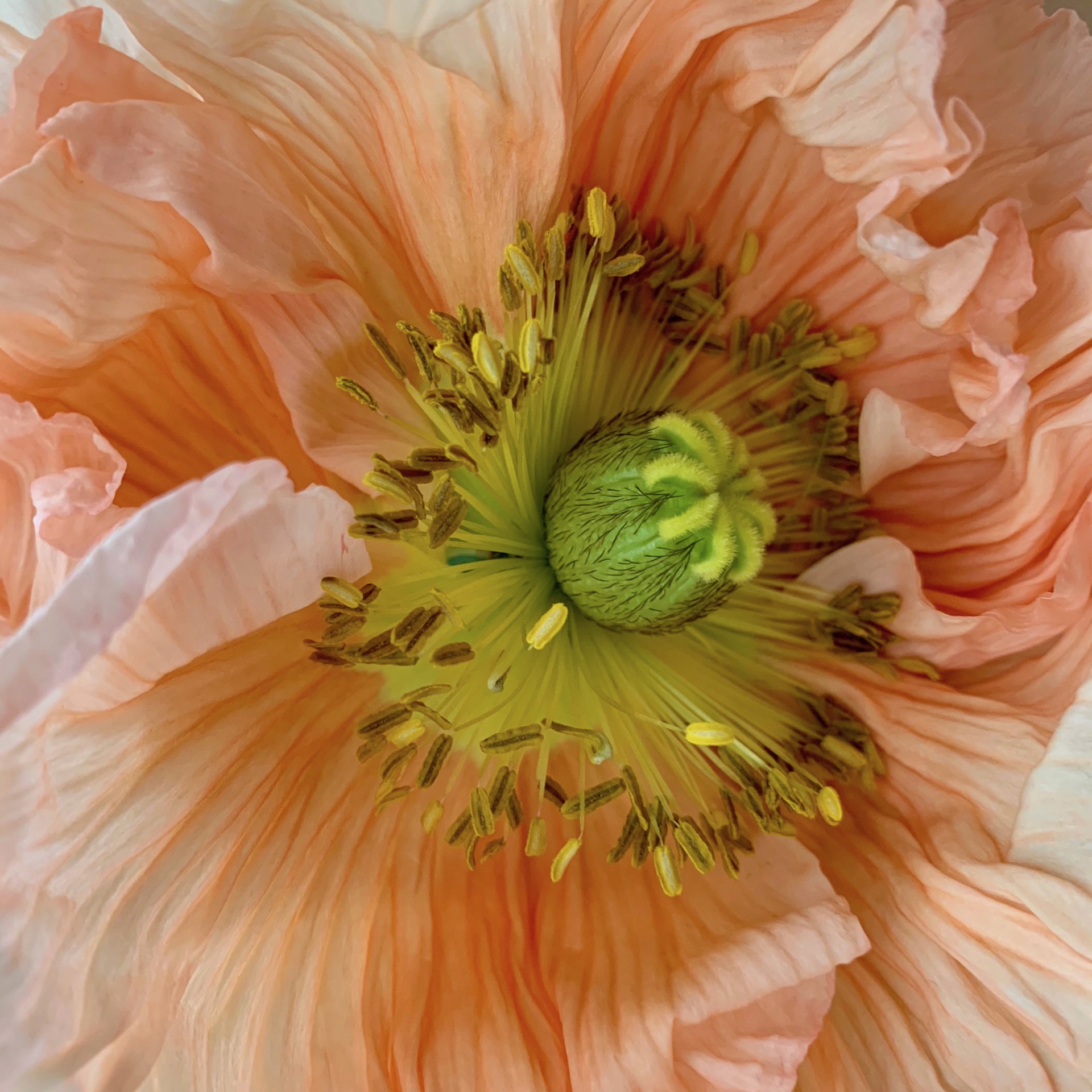 Blooming by Stephanie Danforth