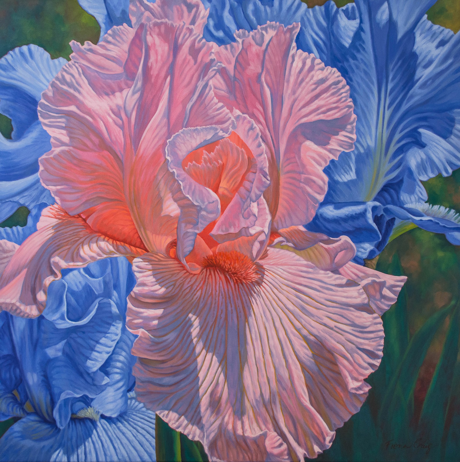 Floral Scape 1; Pink and Blue Irises by Fiona Craig