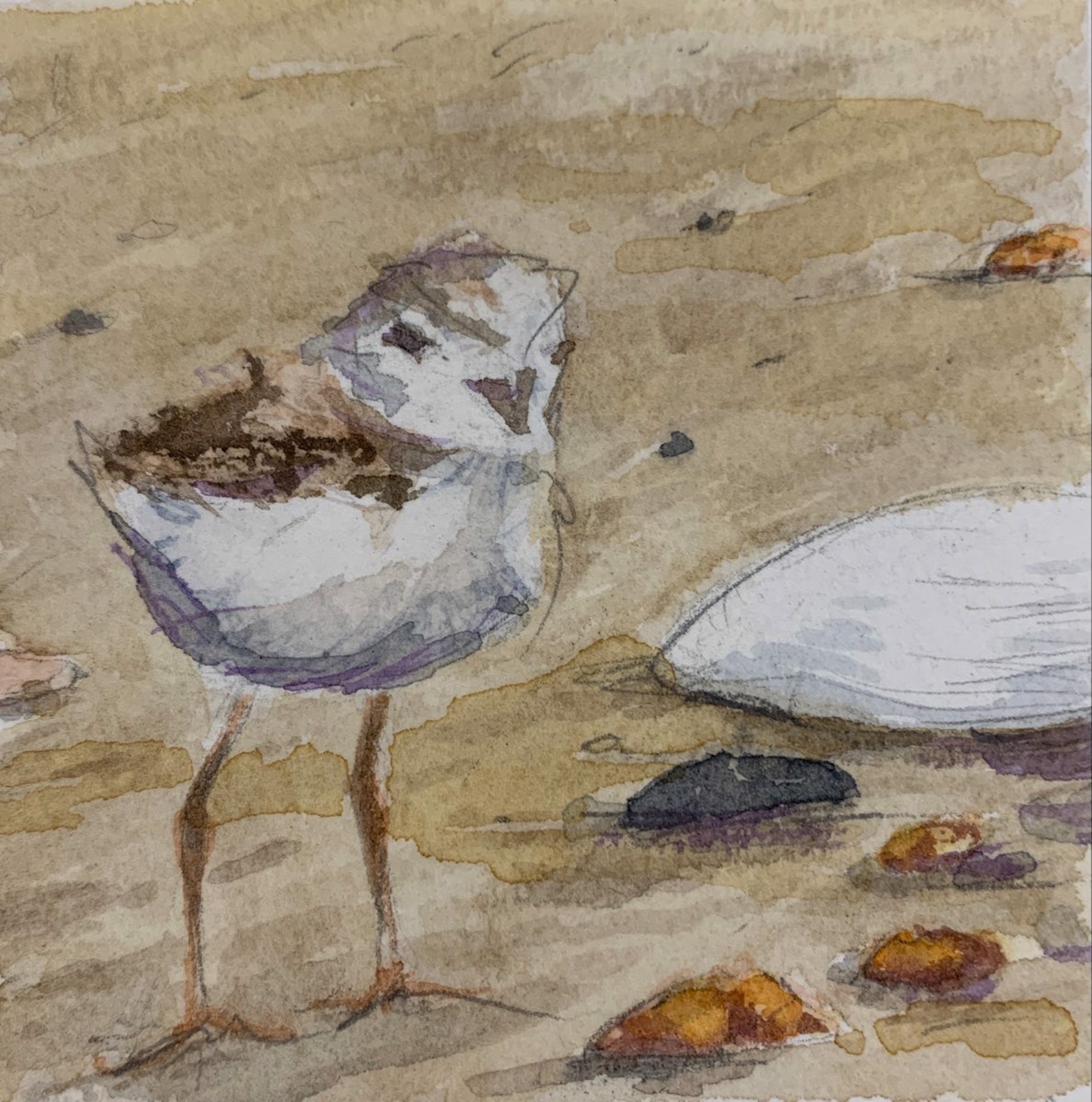 Caught by the Plover by Allison Charles