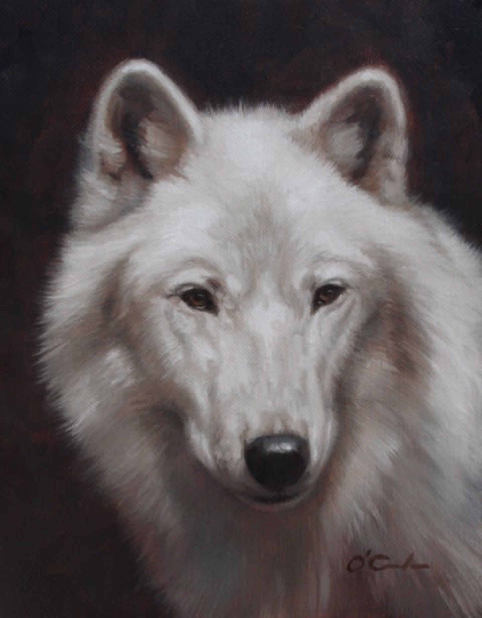 THE WISDOM OF A WOLF by Jennifer O'Cualain
