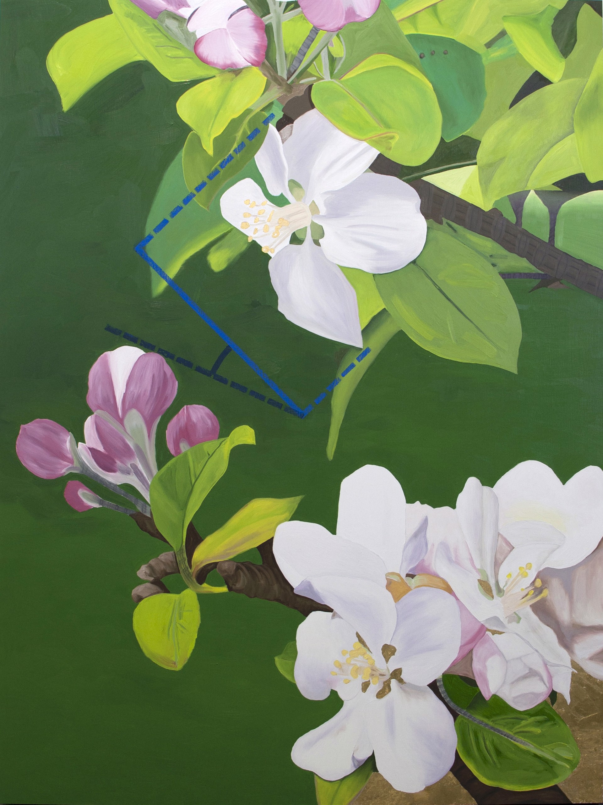 Botanical IV Apple Blossoms by Deborah Lawrence Schafer