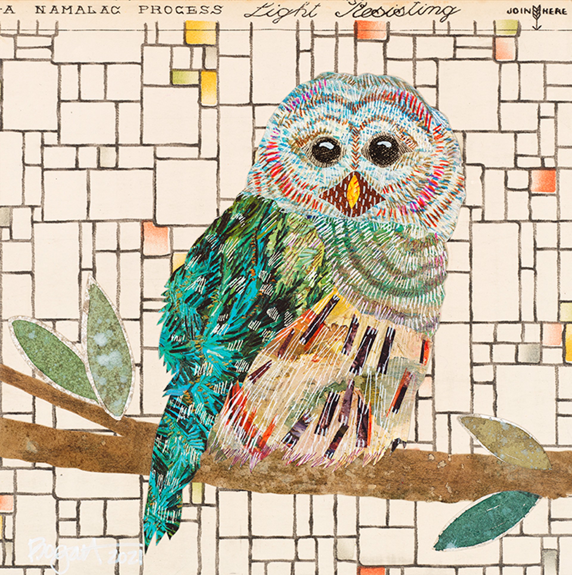 Barred Owl 2 by Brenda Bogart - Prints