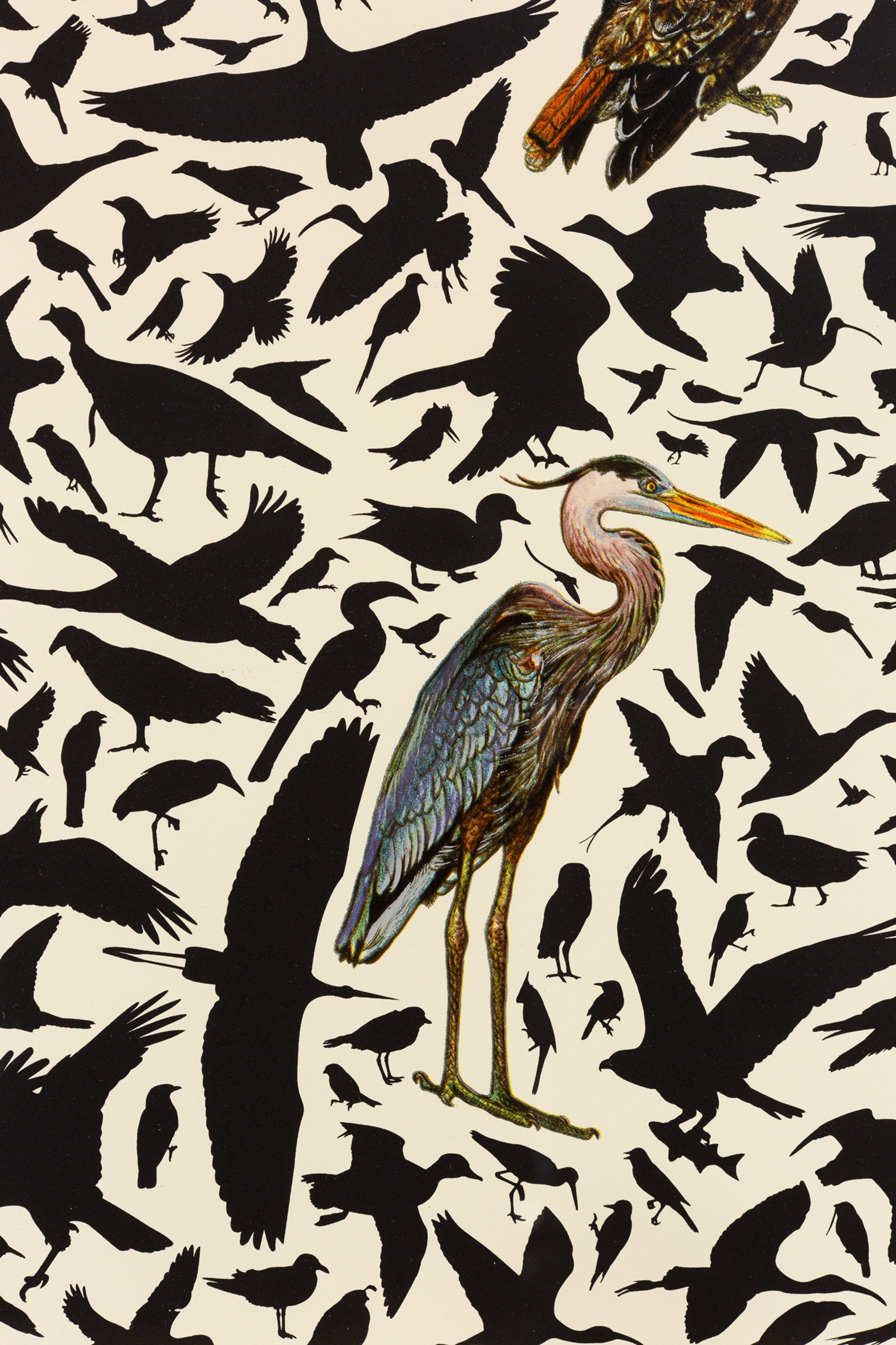 Avian Composition by James Prosek
