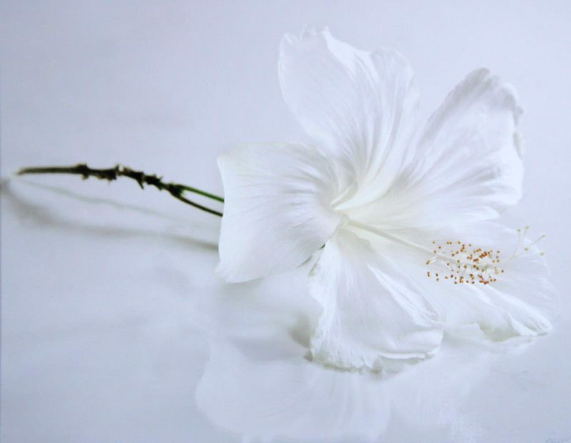 White Hibiscus  by Monica and Michael Sweet
