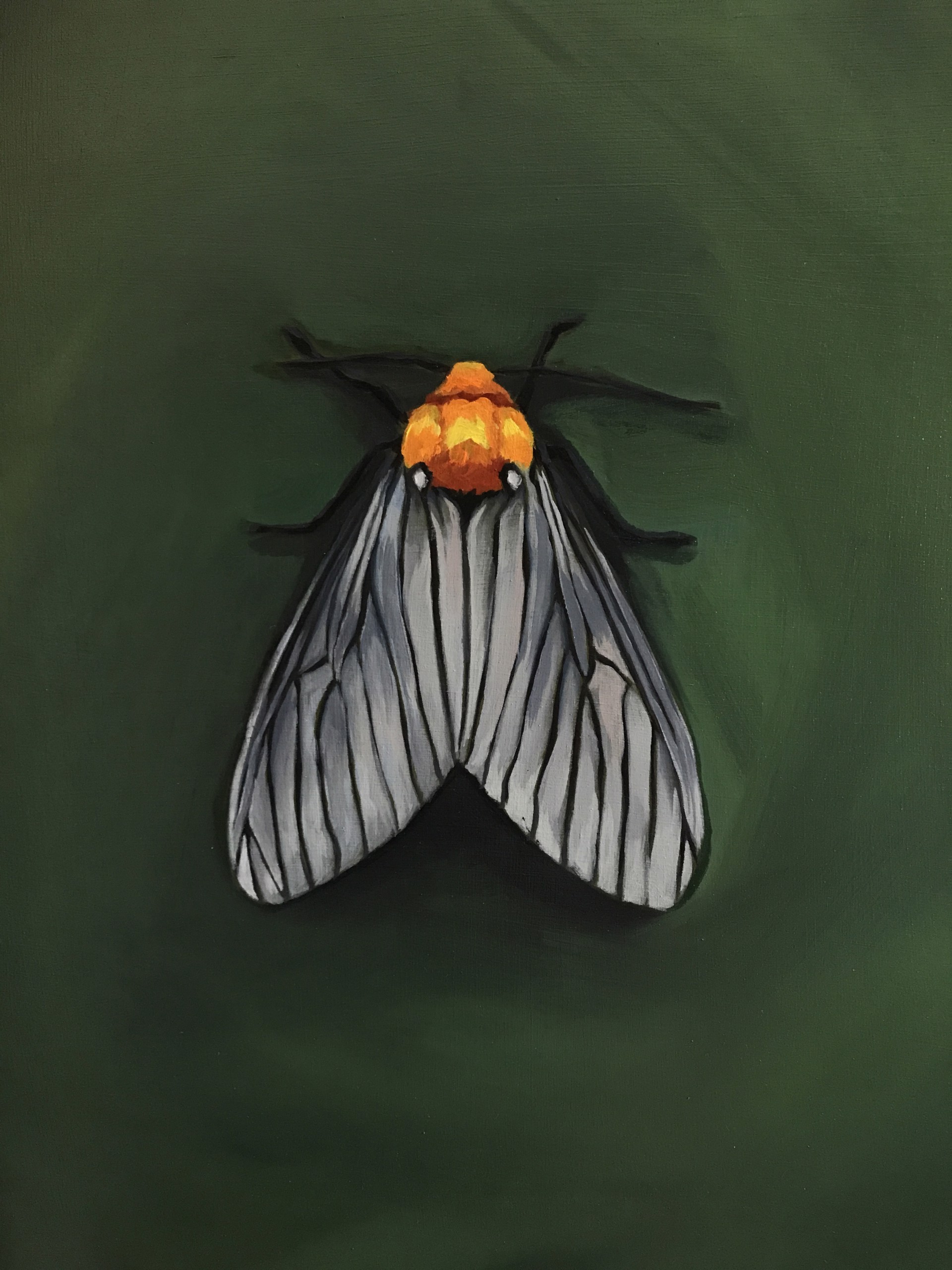 Arctiid Moth by Noelle Holler