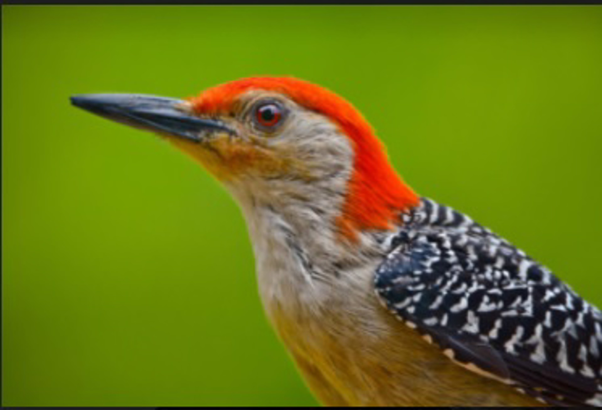 Red-bellied Woodpecker by Soumaya Kar