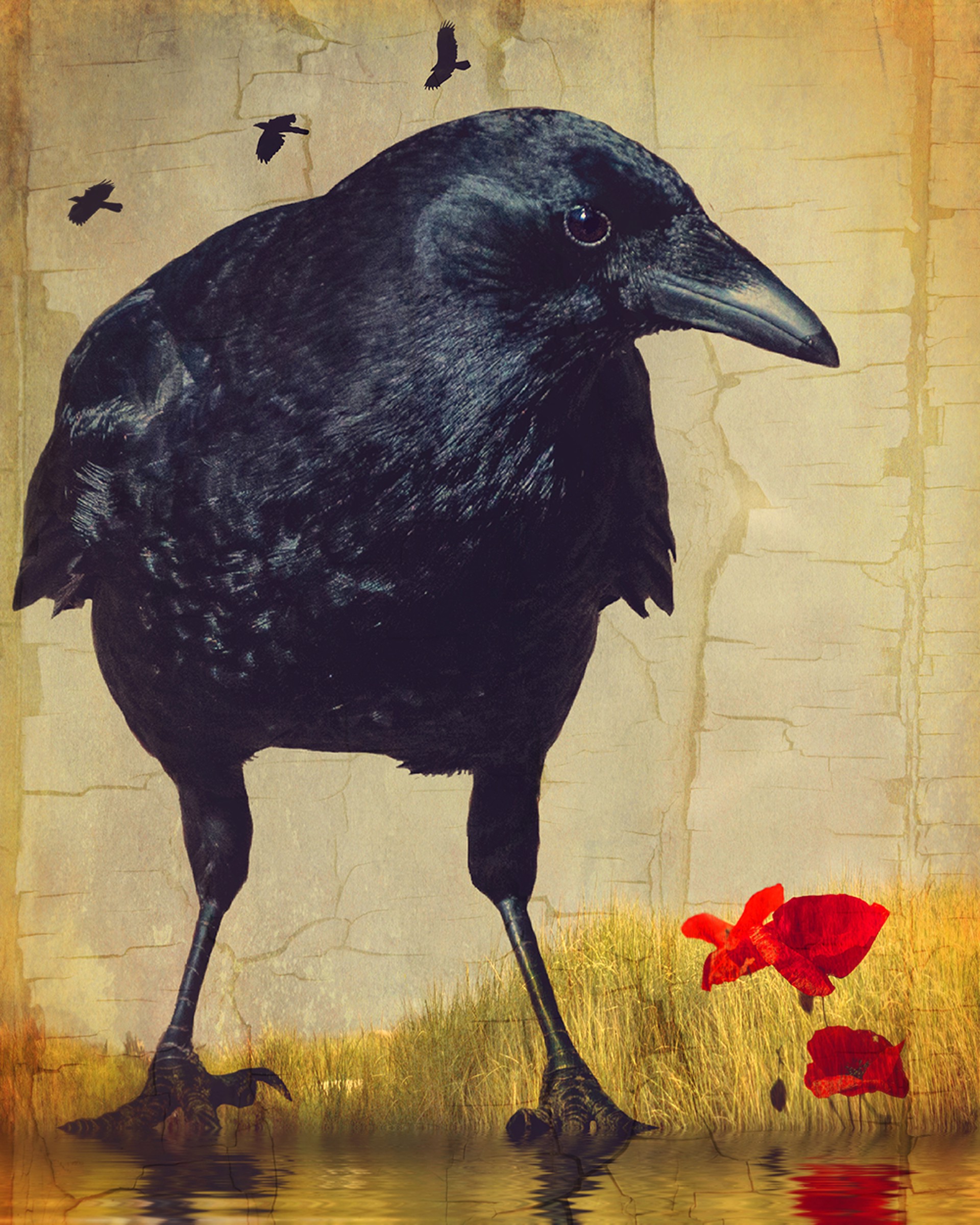Crow and Poppy by Patricia Jollimore