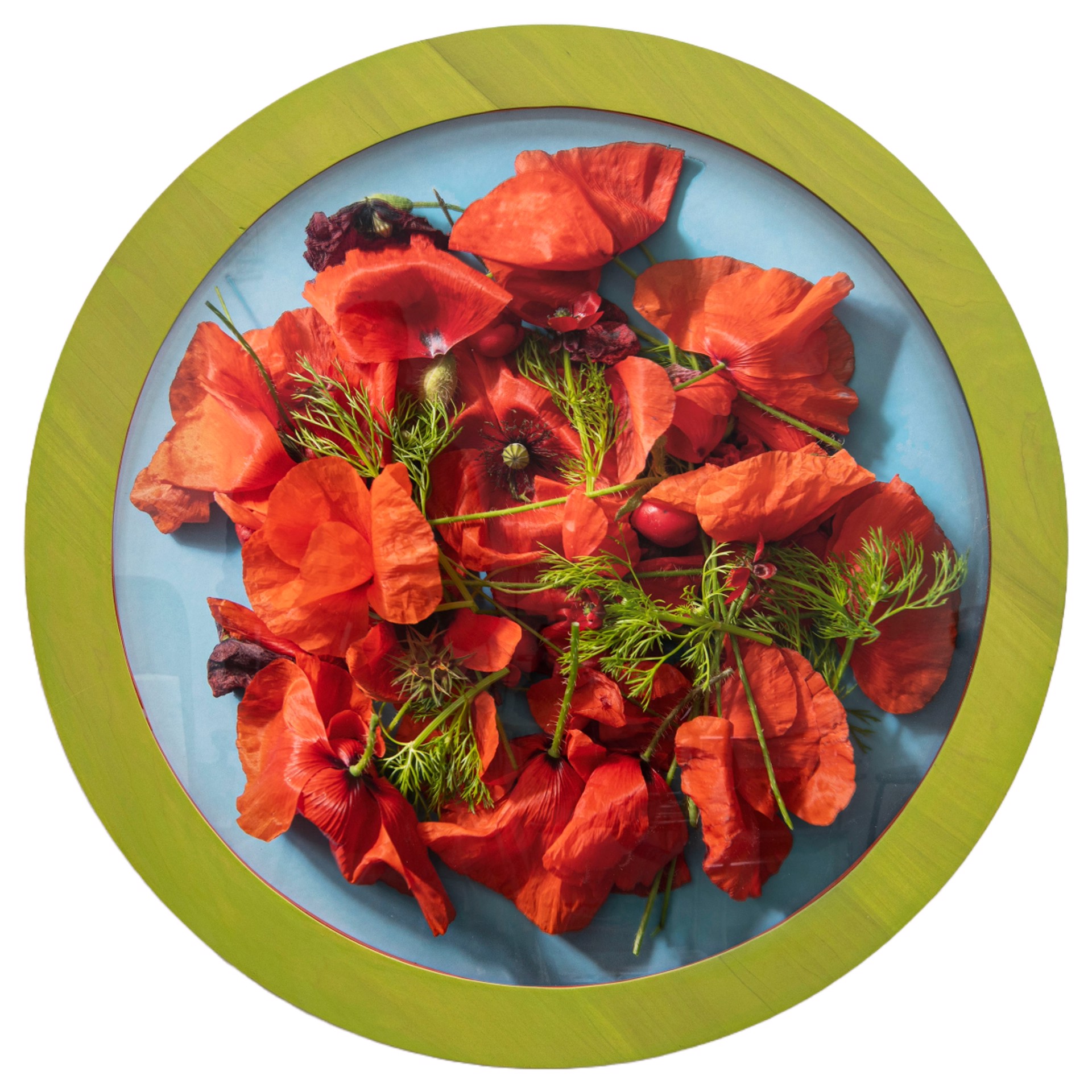 A Study of Poppies by Kalee Appleton