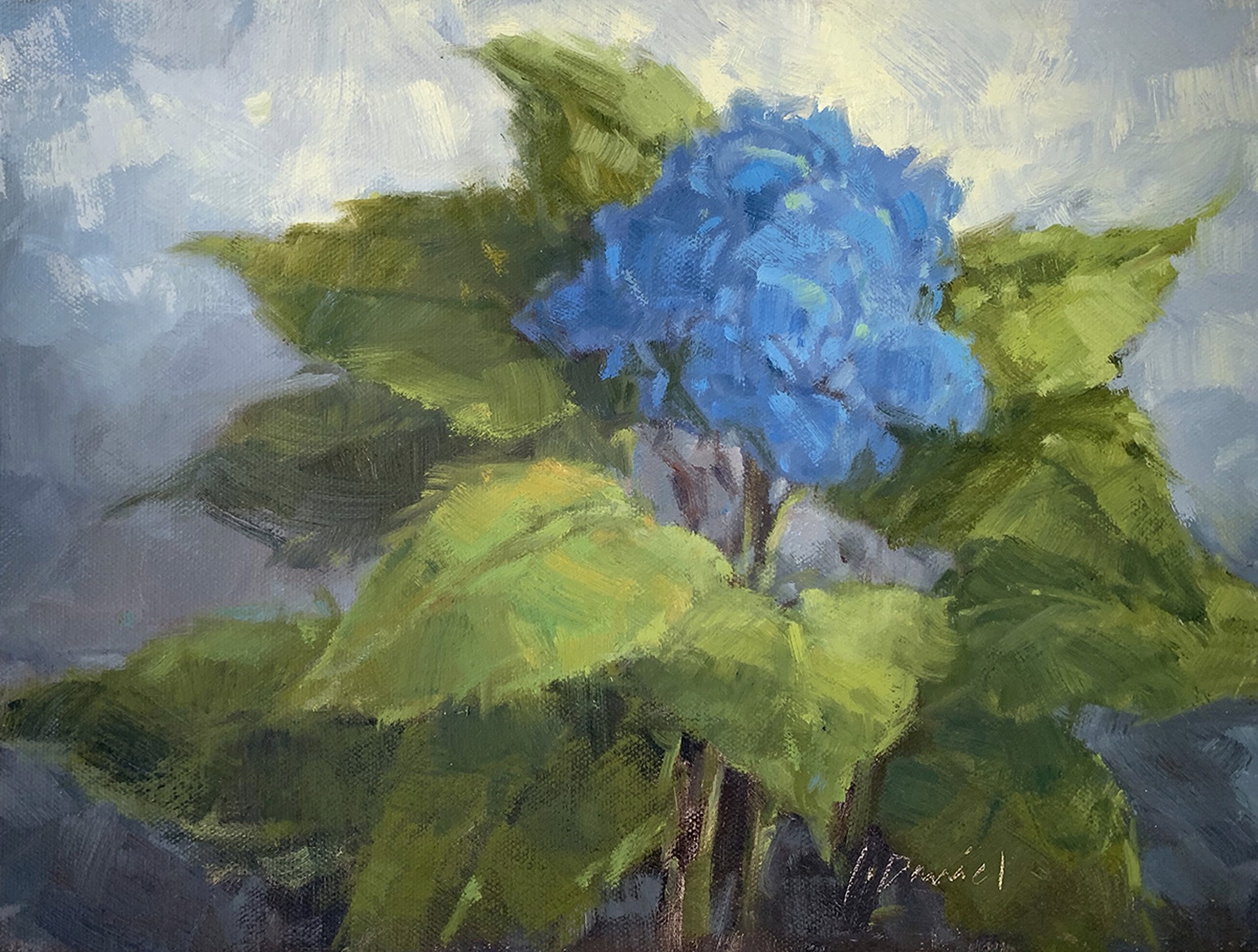 Hydrangea In Blue by Laurel Daniel