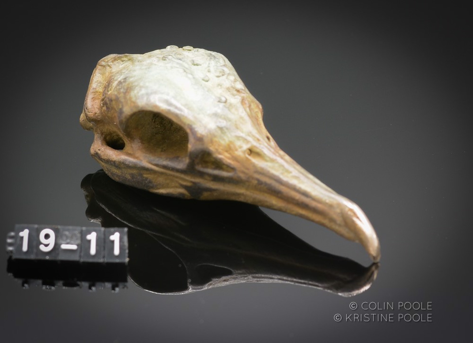 Cormorant Talisman Skull 6 by Colin & Kristine Poole