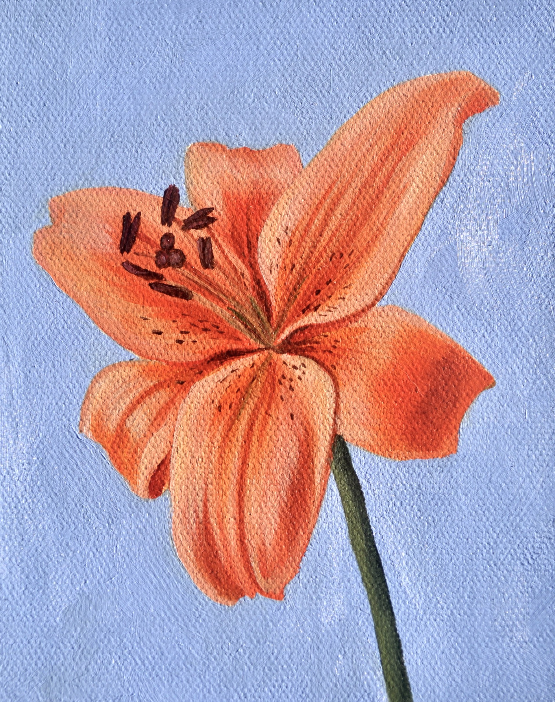 Orange Lily by Robin Hextrum