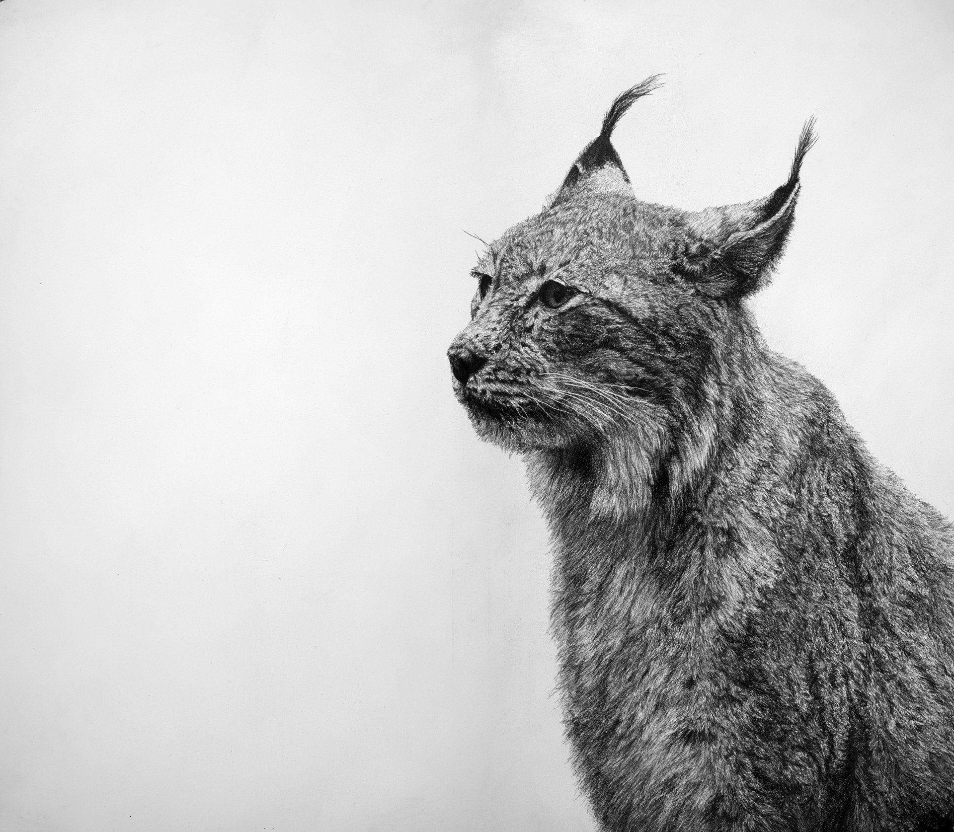 Lynx Rufus II by David Hunt