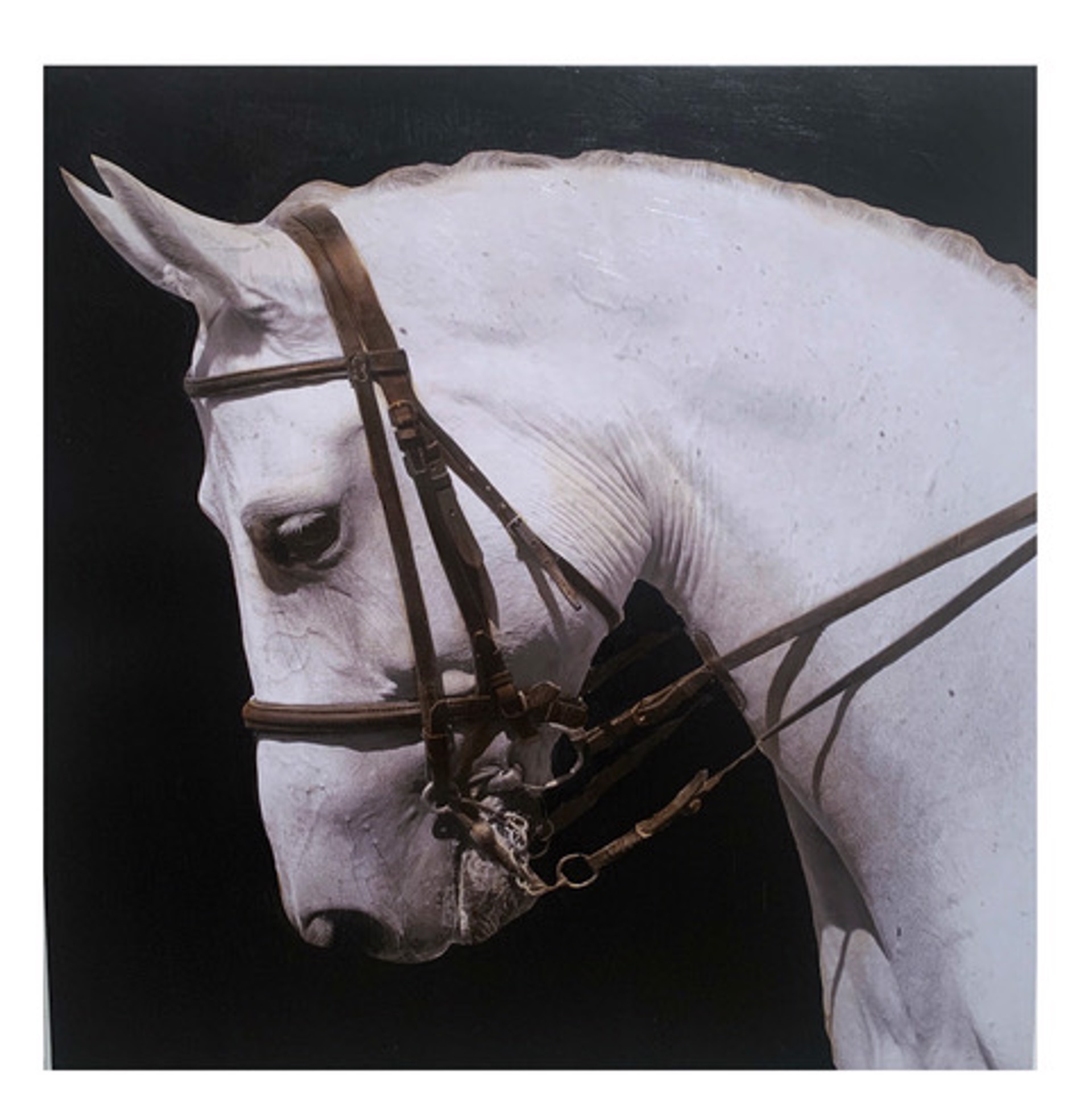 Stallion by Anke Schofield