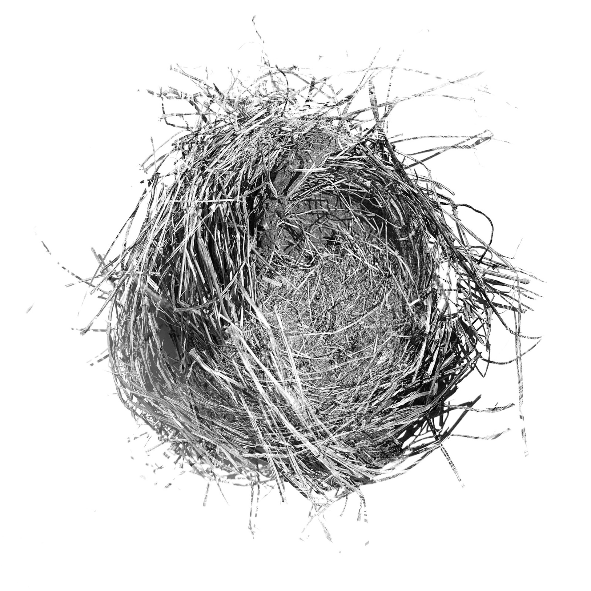 Holding: nest found in Dubuque, IA by Rachel Deutmeyer