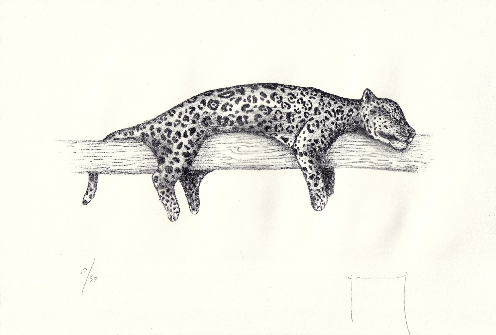 Jaguar by Miguel Jimenez Martinez
