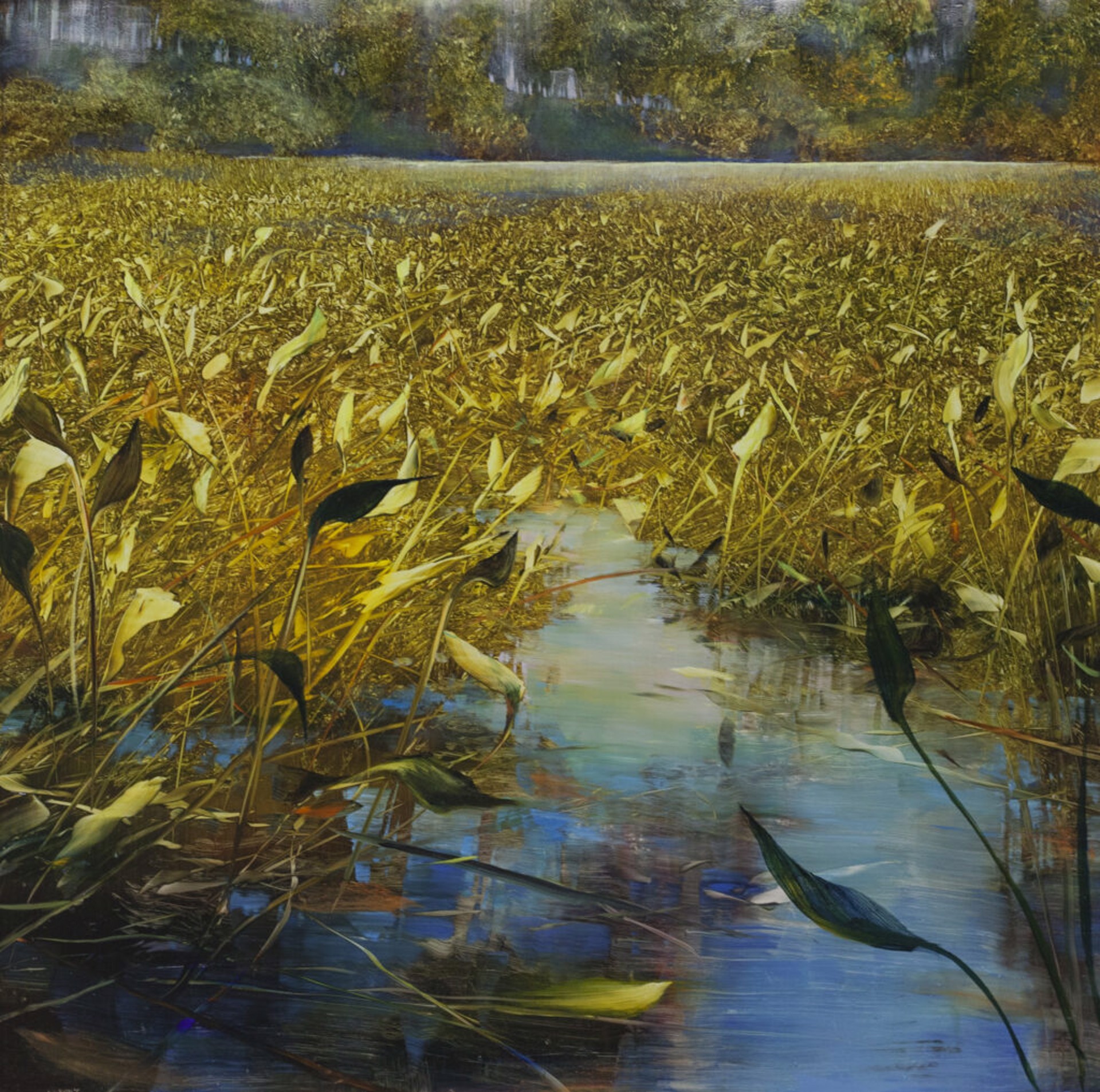 Pond Thick with Lilies by David Allen Dunlop