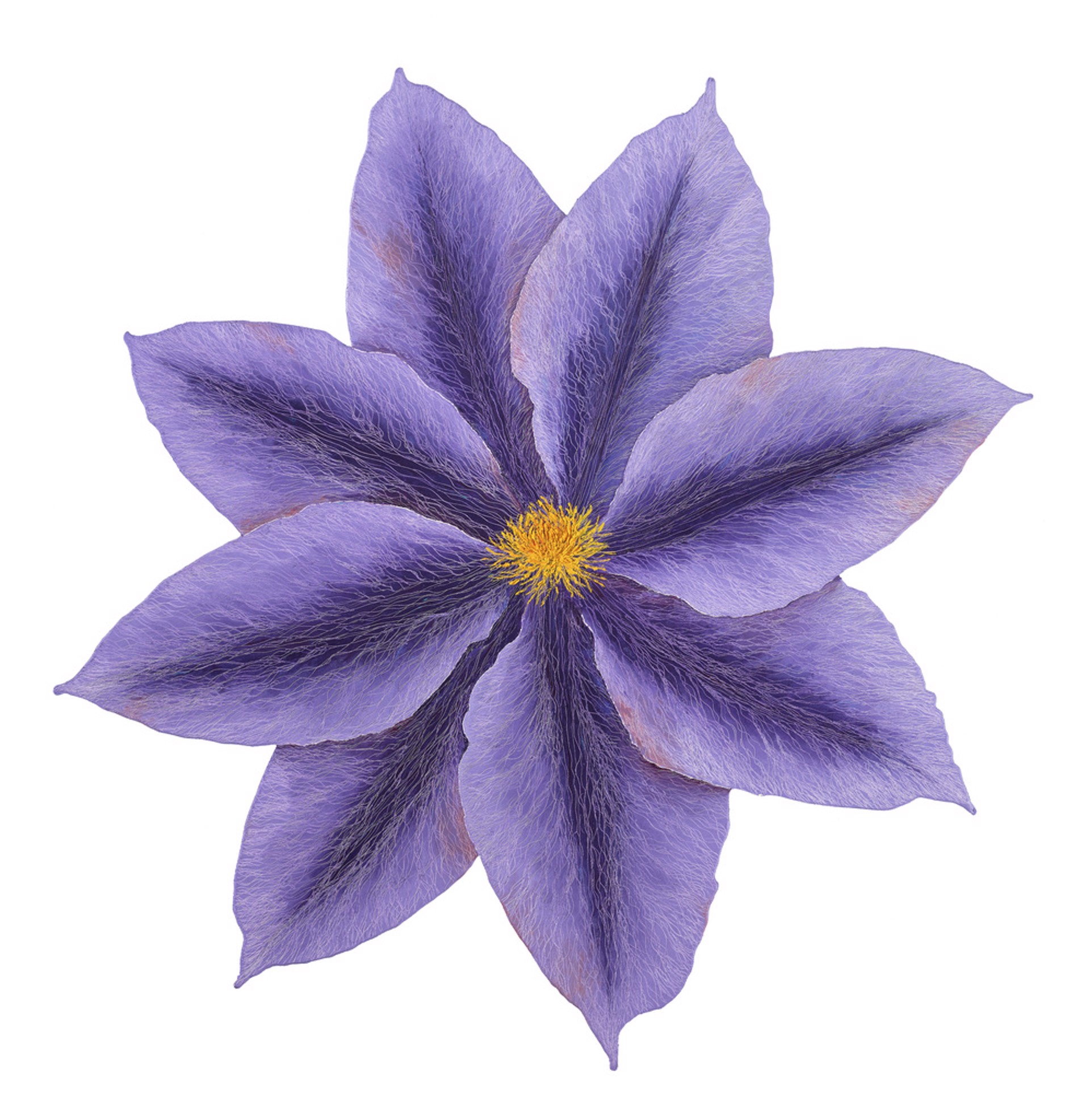 Clematis IV by Leigh Wen