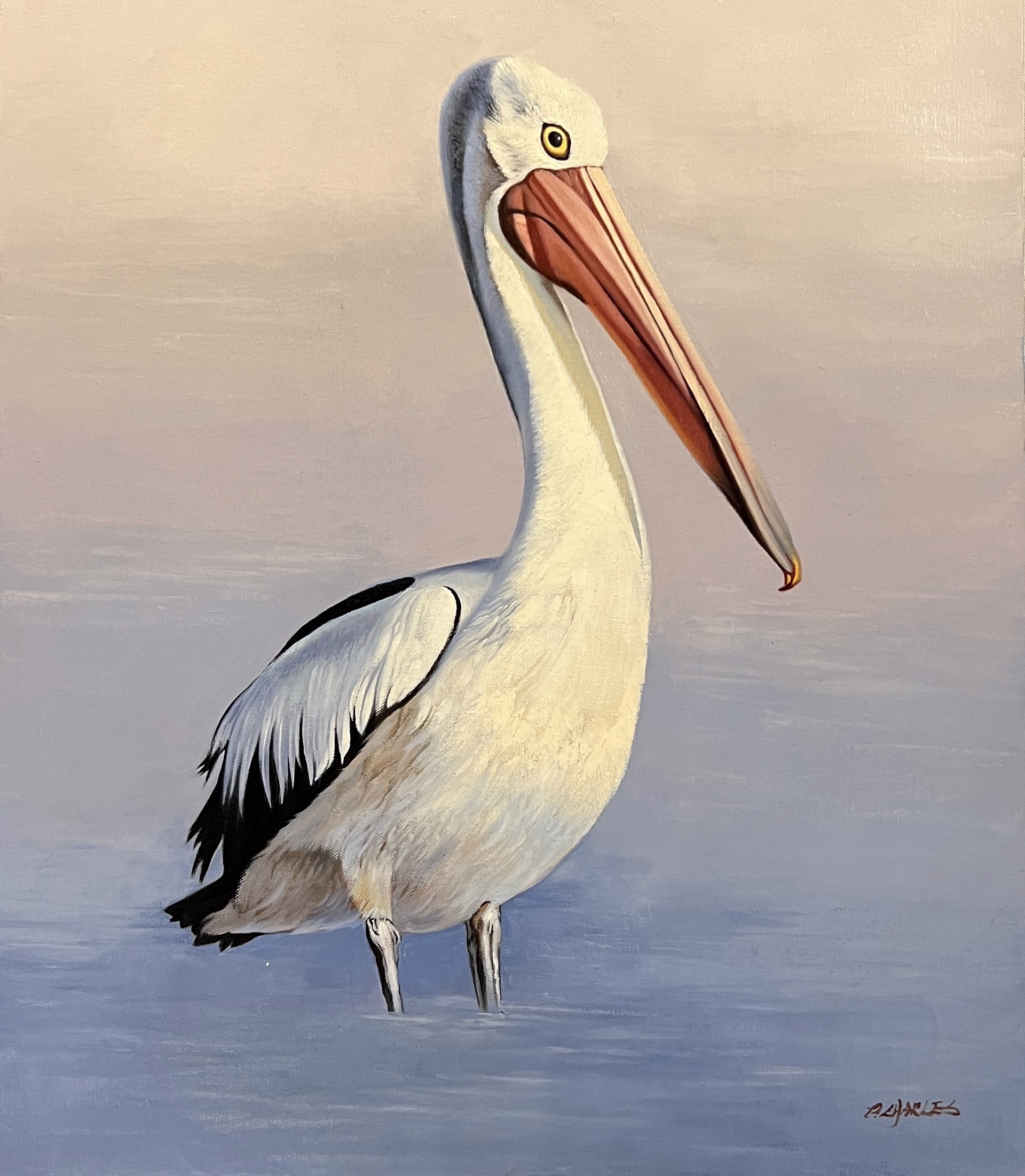 WHITE PELICAN by P CHARLES