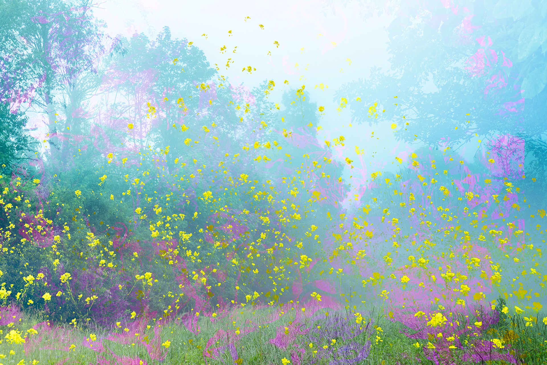 Highland Flowers by Dora Somosi
