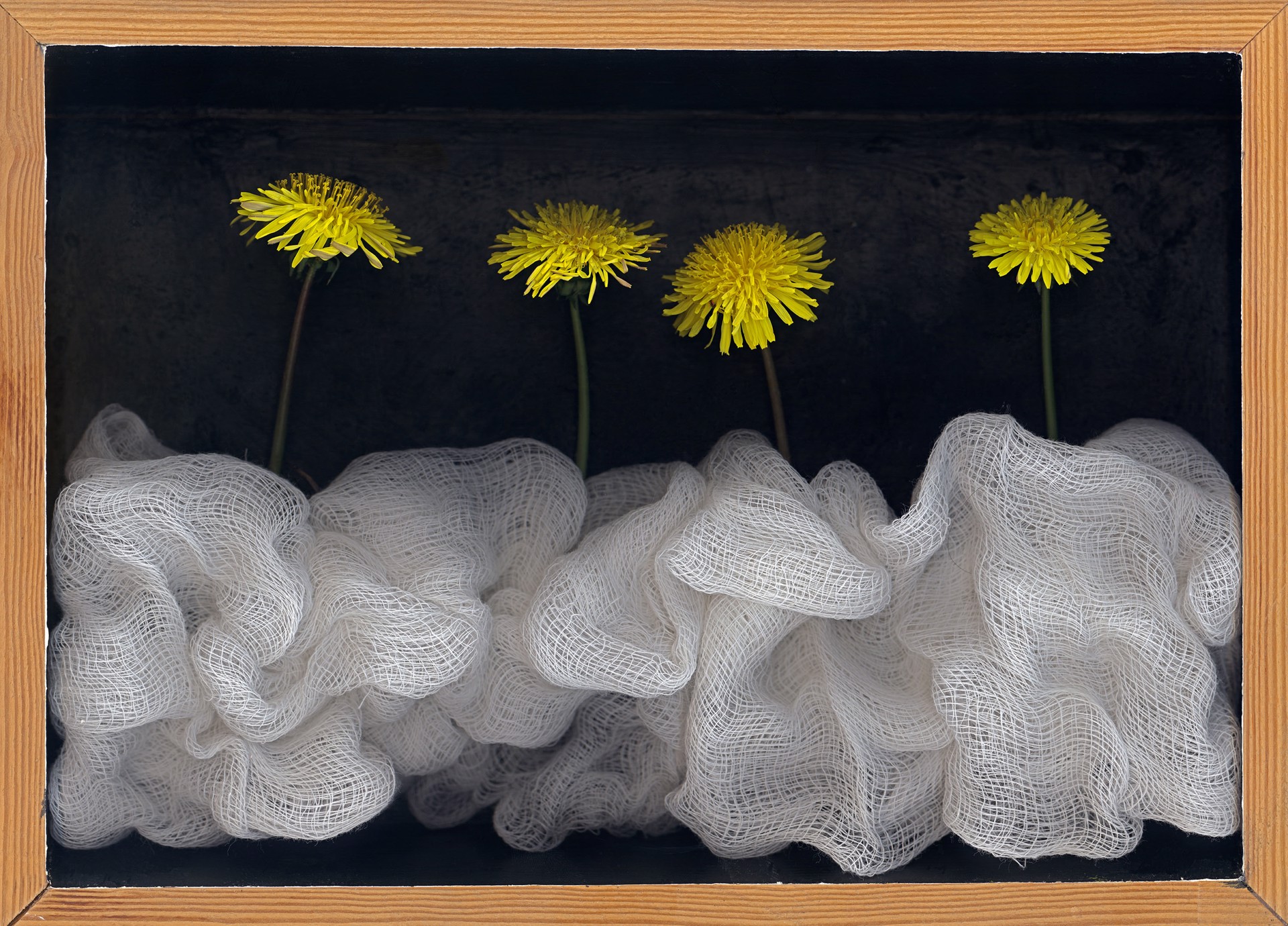 SOLD, dandelions by Charles Heppner