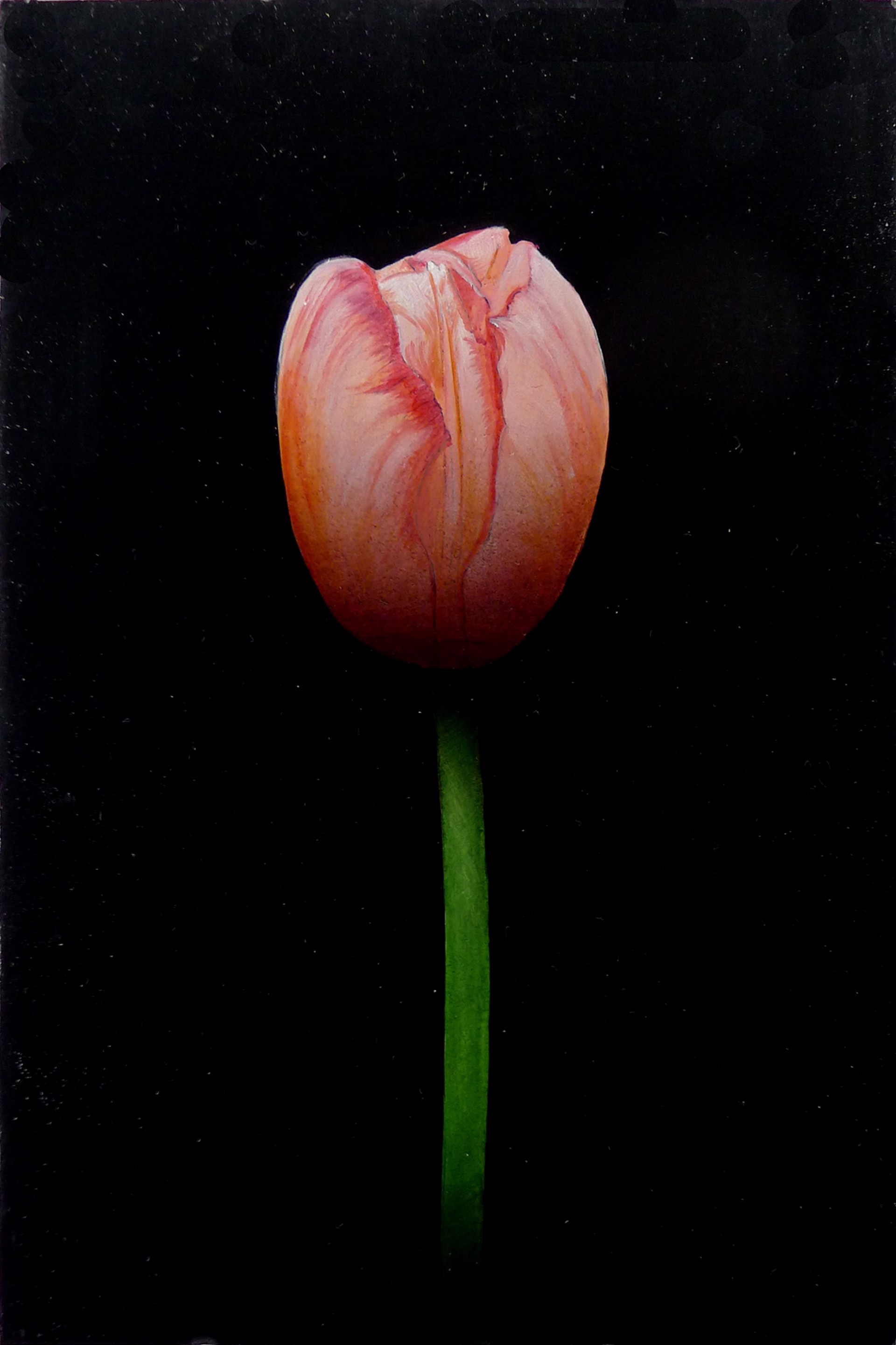 Peach Tulip by Michael Gregory