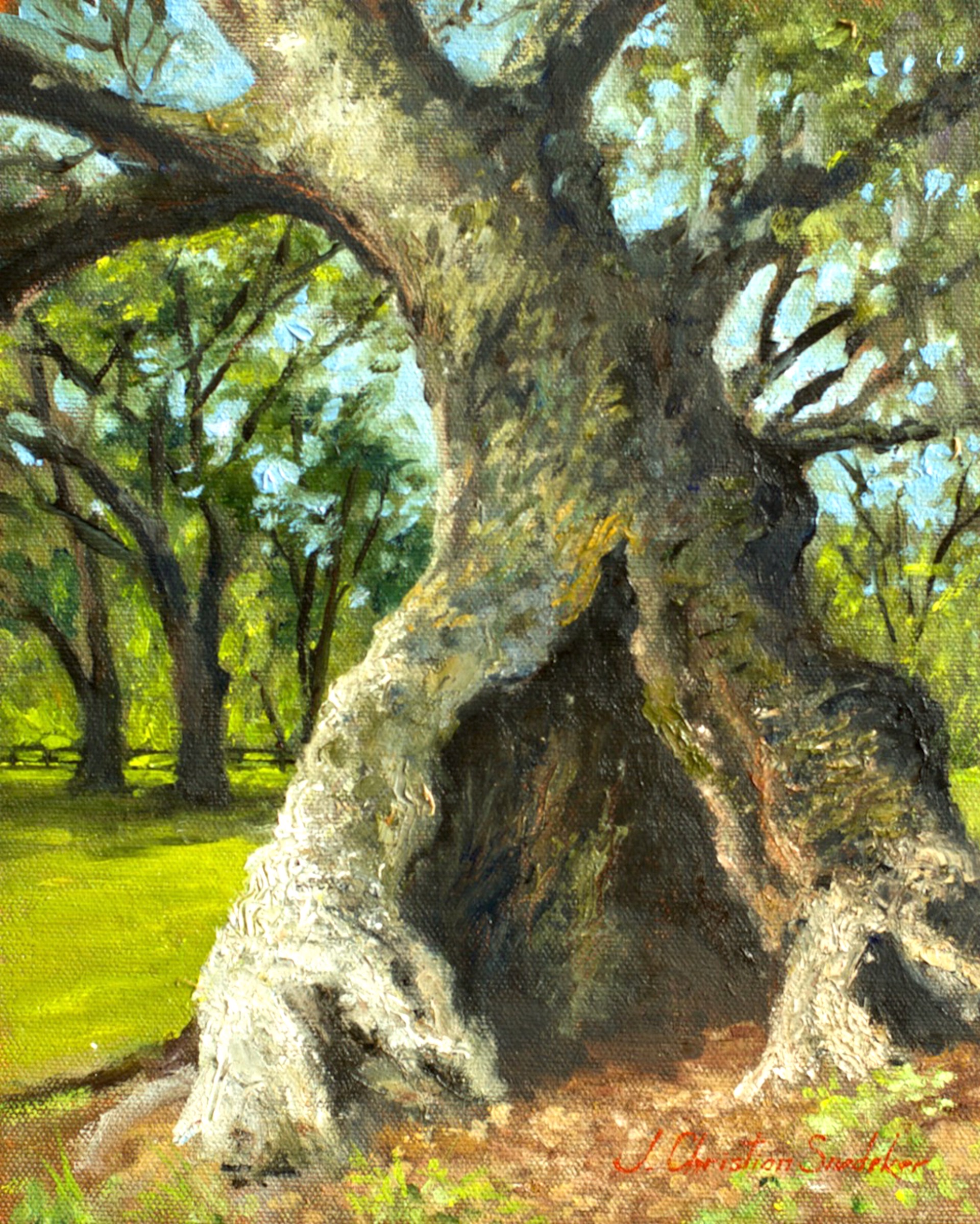 Mepkin Oak by J. Christian Snedeker
