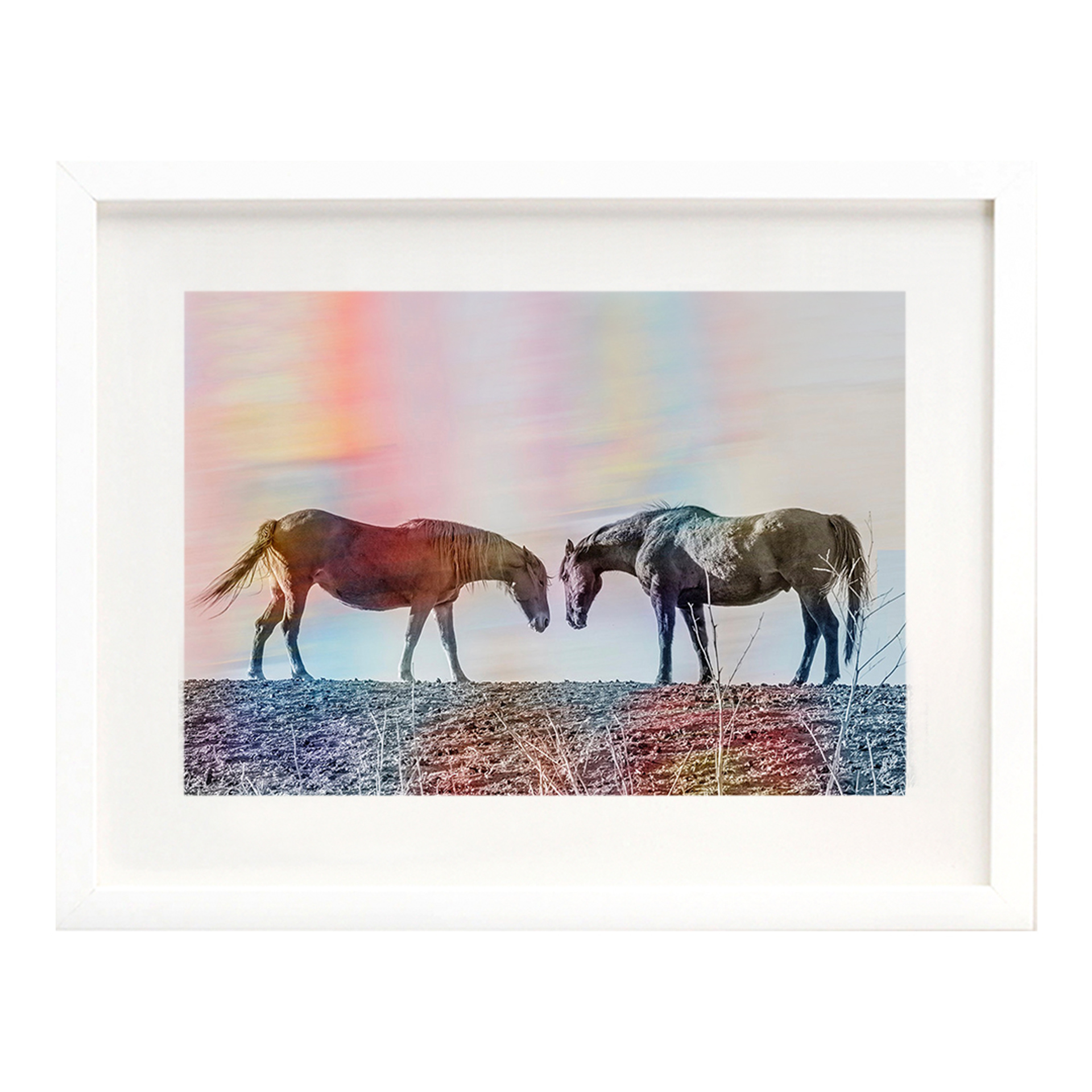 Stallions Rainbow #1 by Arno Elias