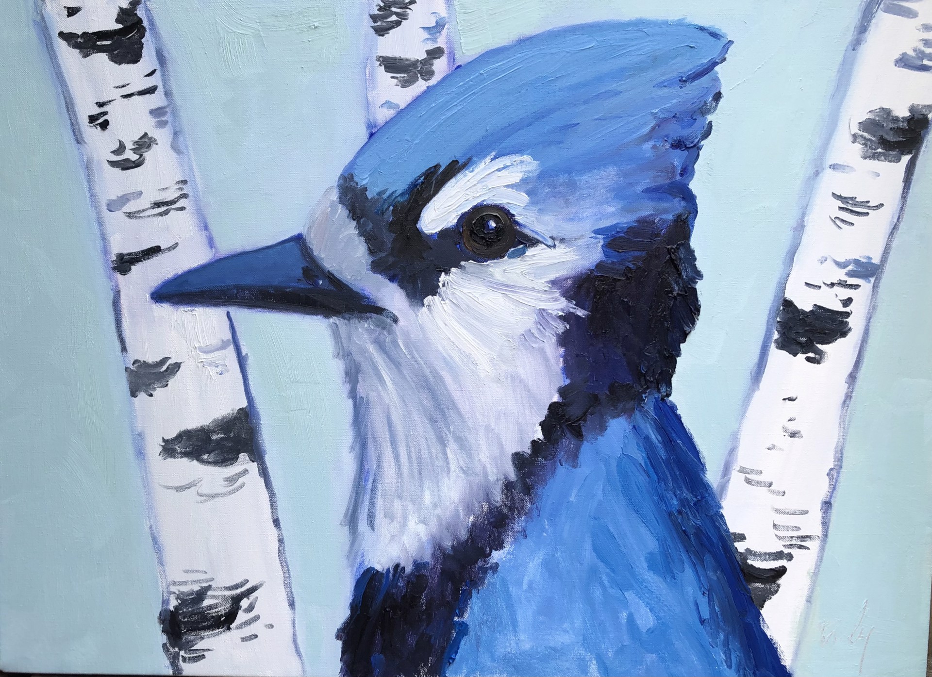 Blue Jay and Birches by Dan Daly
