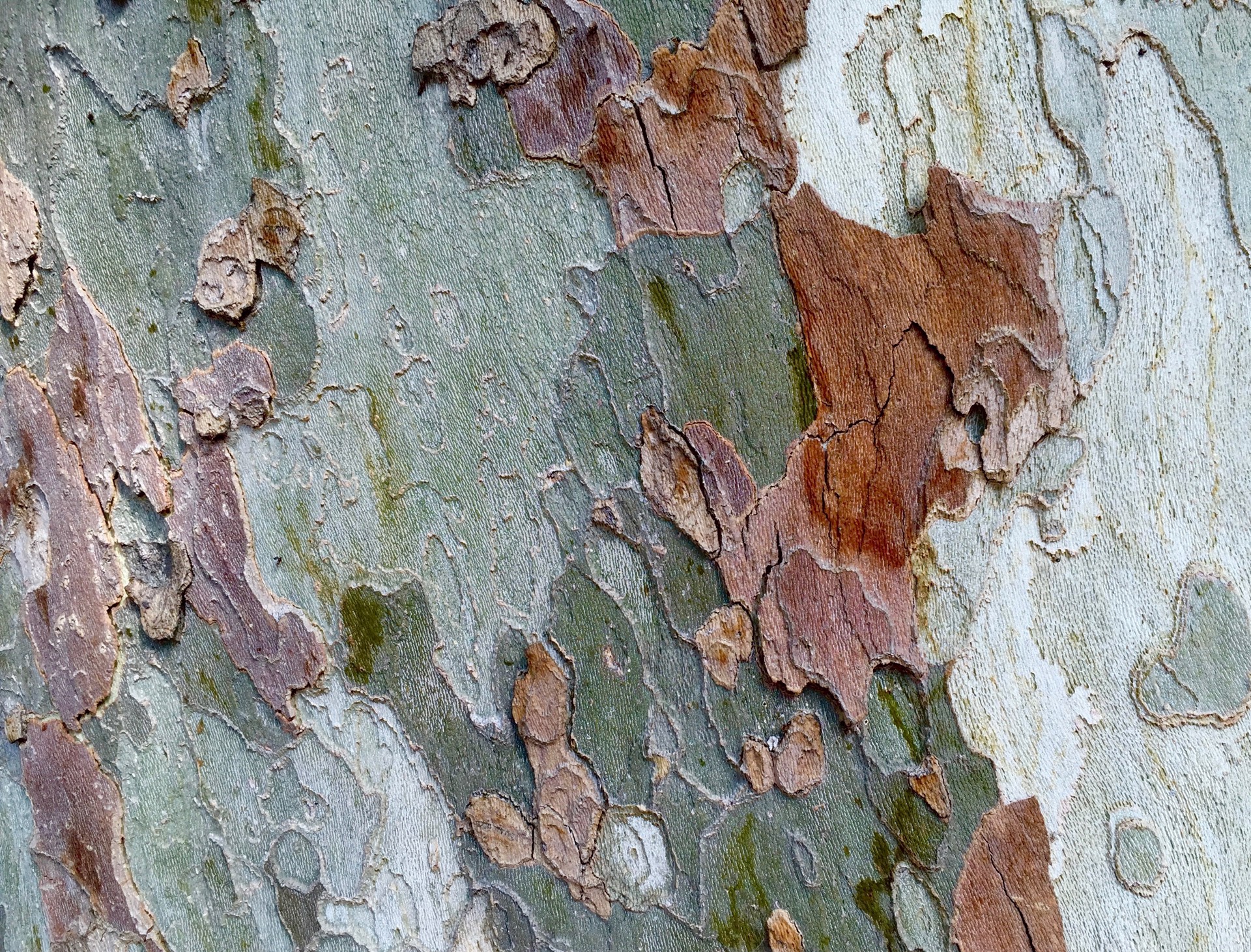 Sycamore Camo, Argentina II by Amy Kaslow