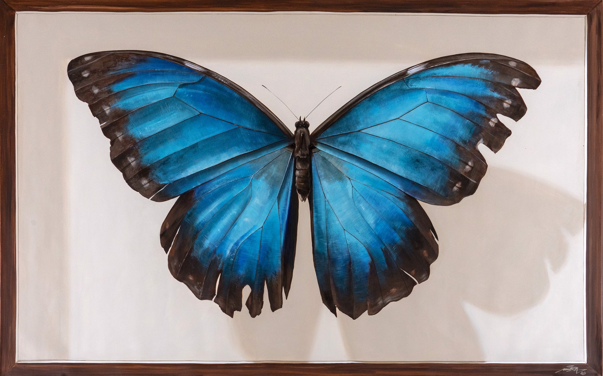The Giant Collection - Morpho Heleanor Montezuma by Youri Cansell aka Mantra
