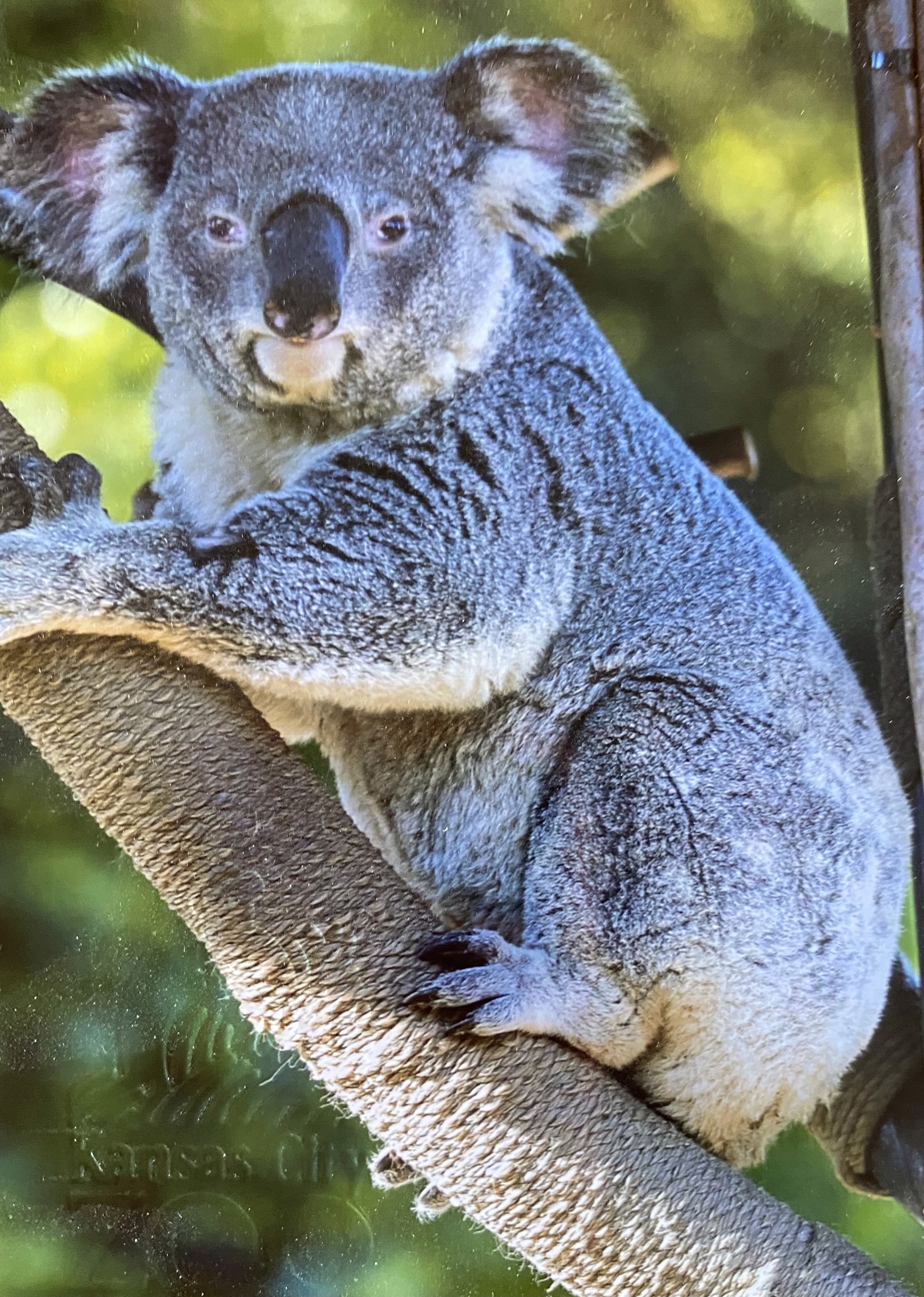 Commission: Koala Adoptee by Carole LaRoche