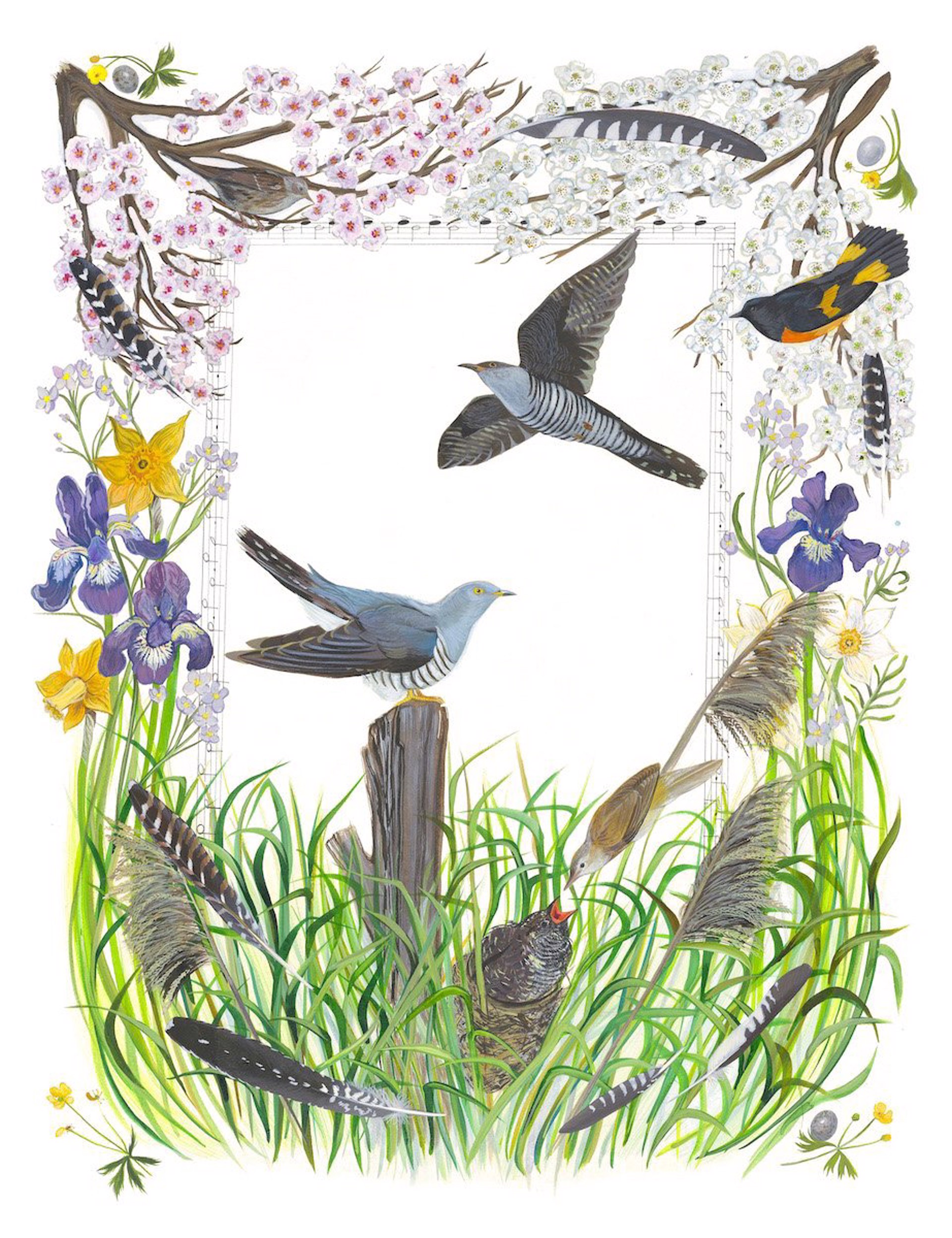 Birds of Shakespeare: Common Cuckoo by Missy Dunaway
