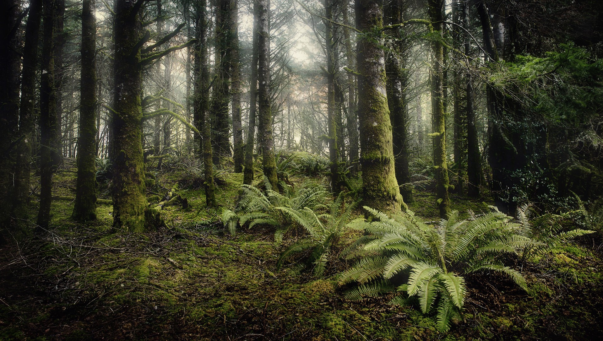 Ft. Stevens Forest by Jody Miller