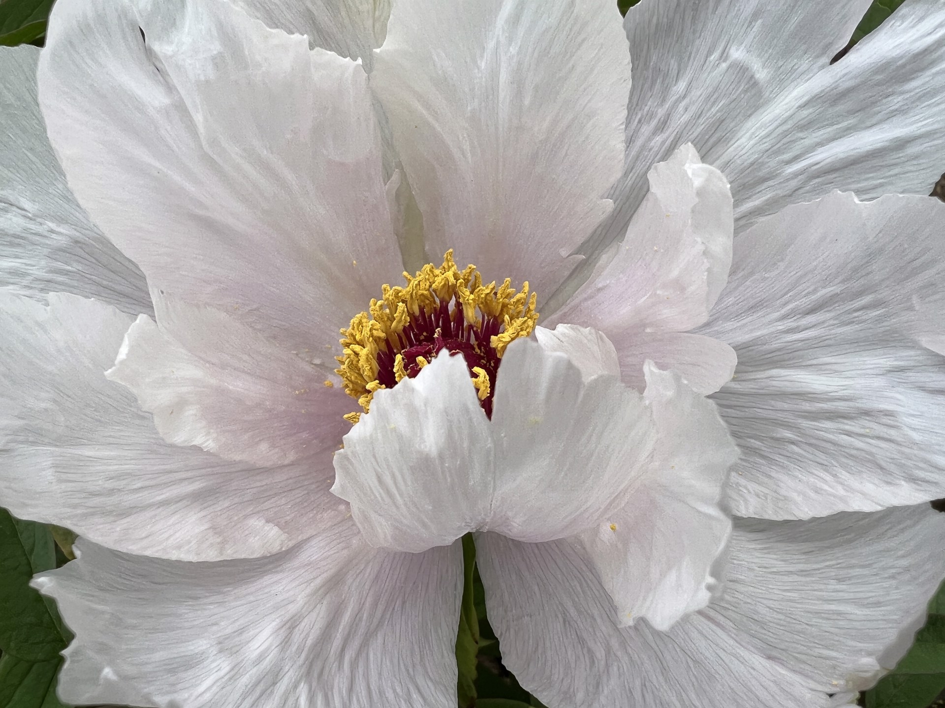 Early Spring Tree Peony by Amy Kaslow