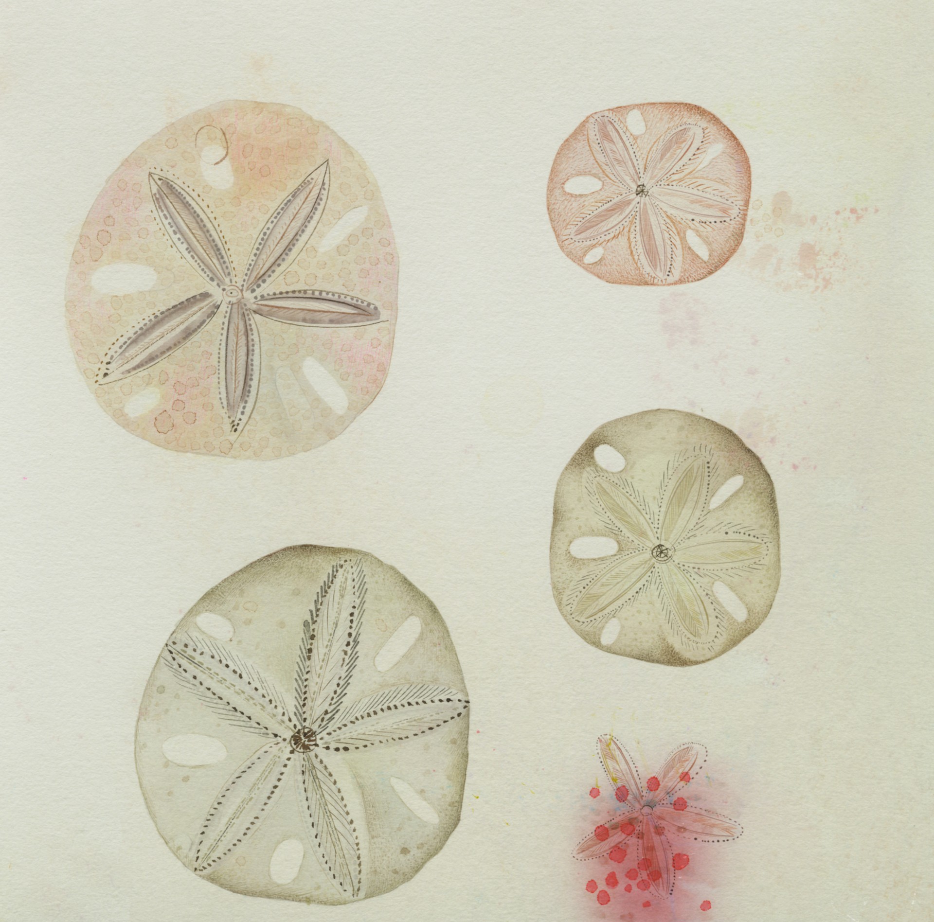 Sand Dollars by Anne Smith