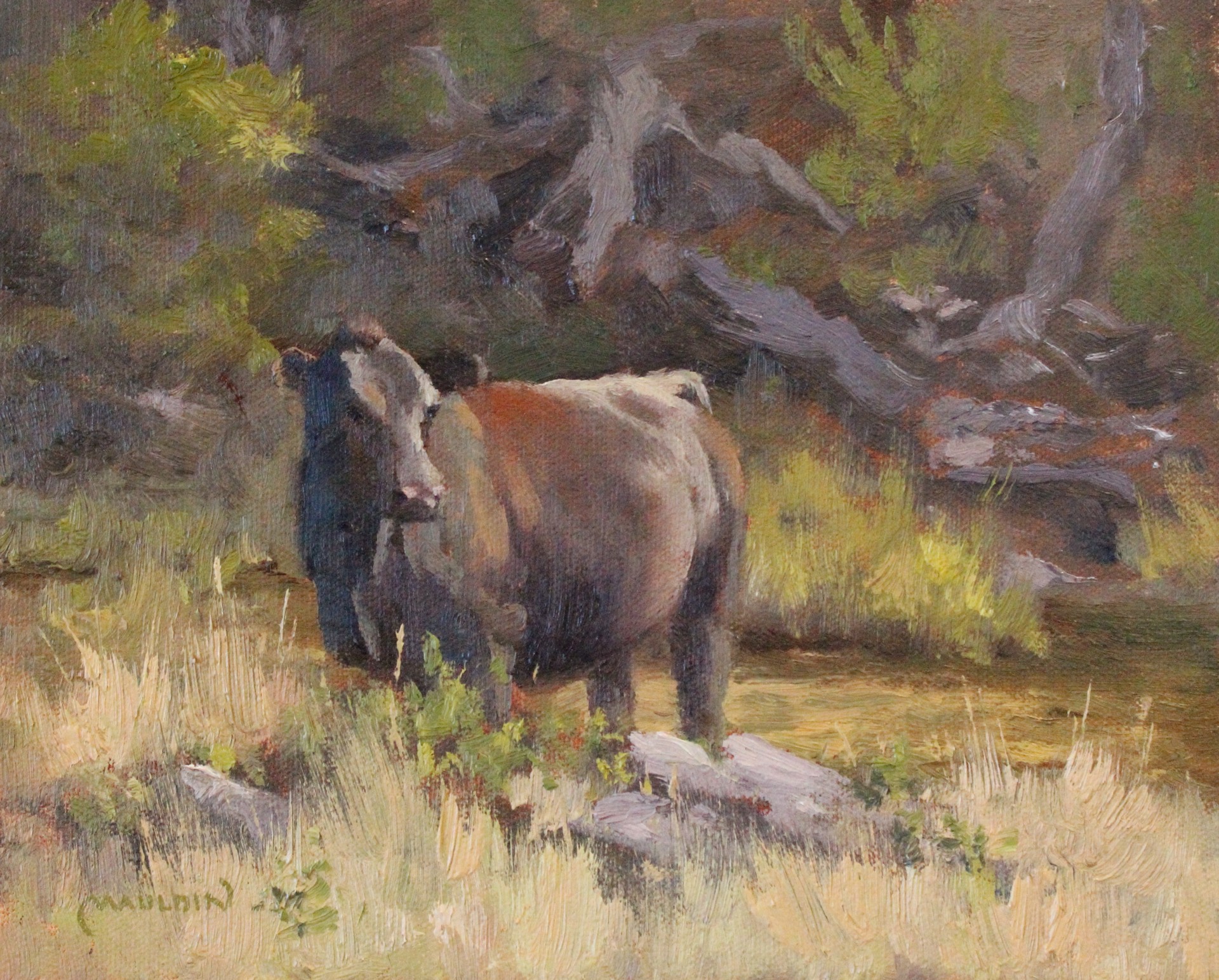 Young Angus by Chuck Mauldin
