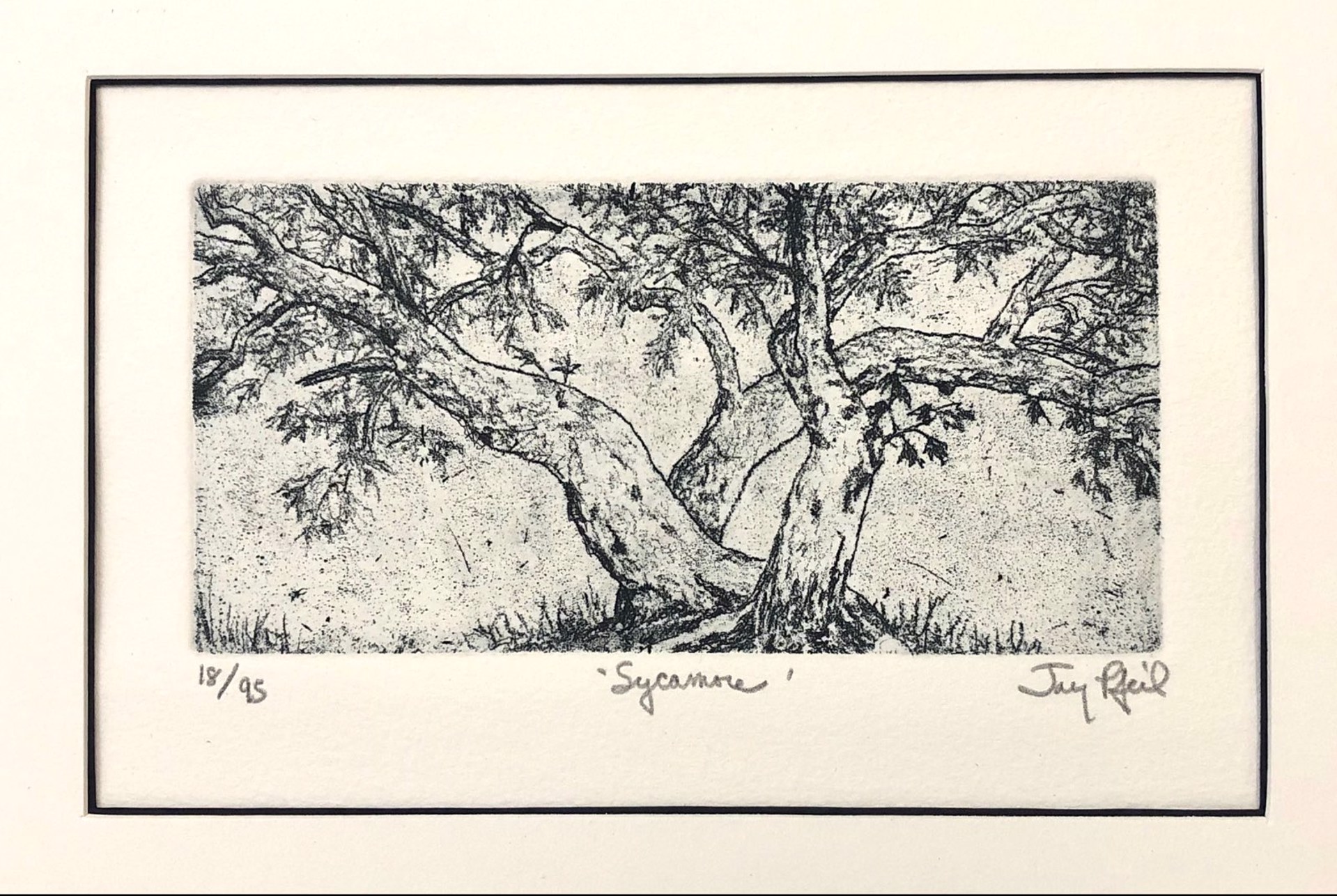 Sycamore (Unframed) by Jay Pfeil