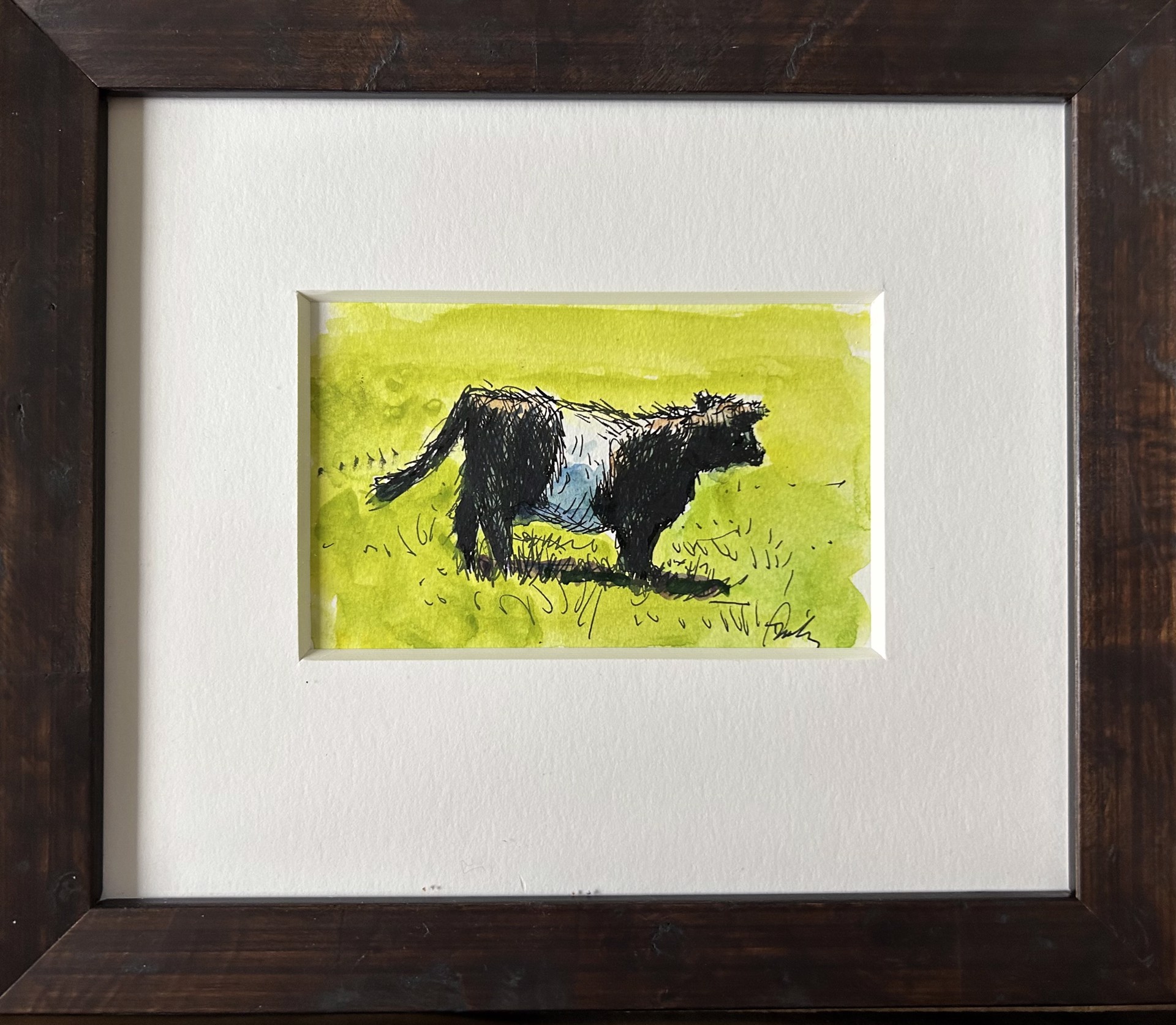 Belted Galloway Study by Dan Daly