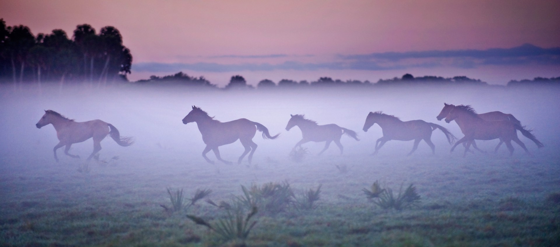 Galloping Horses, Seminole Ranch by Carlton Ward Jr
