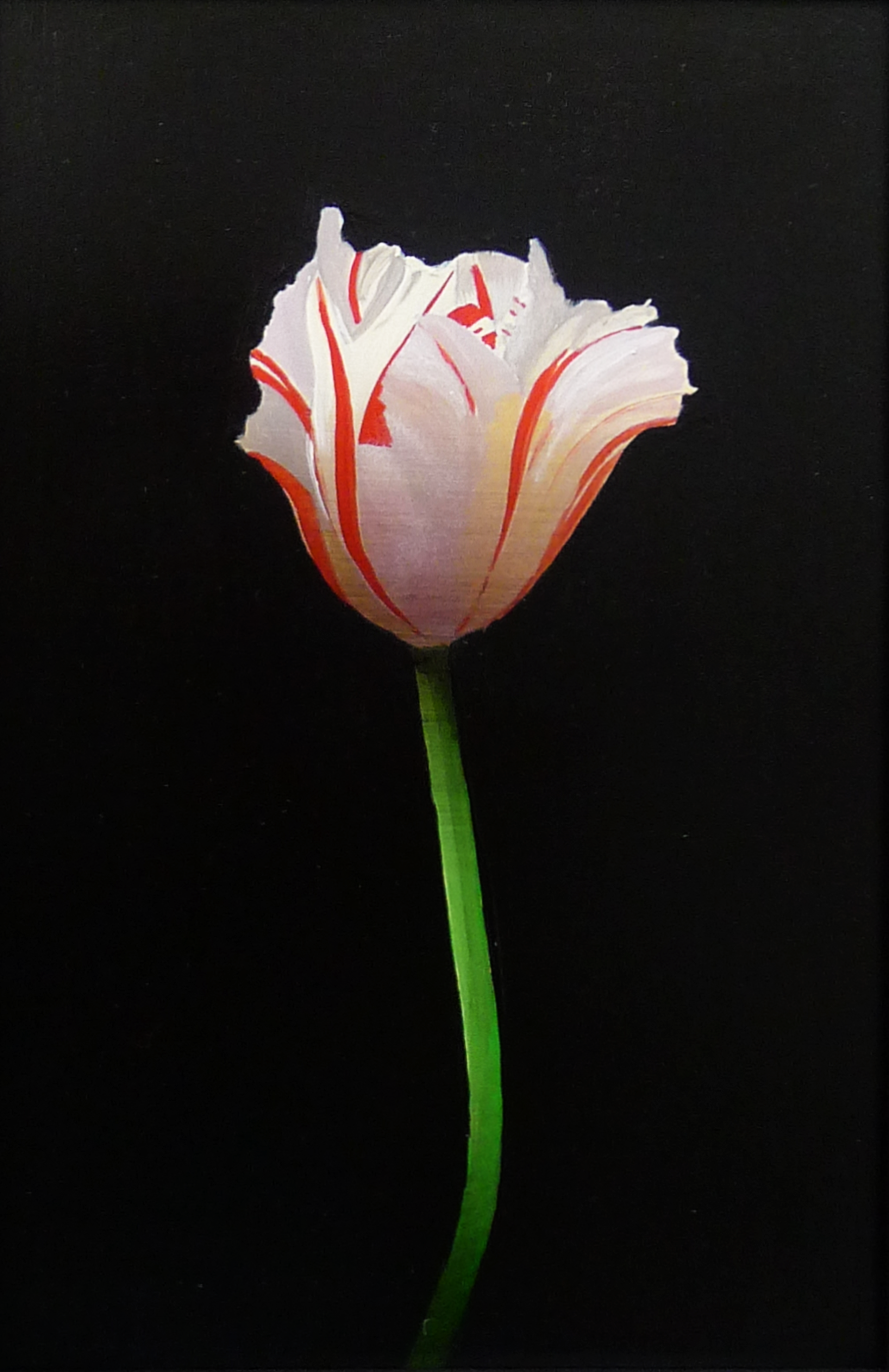 White and Red Tulip by Michael Gregory