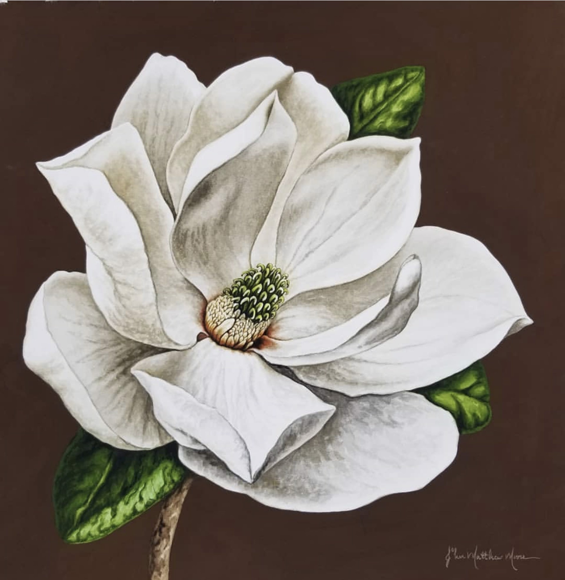 Magnolia by John Matthew Moore