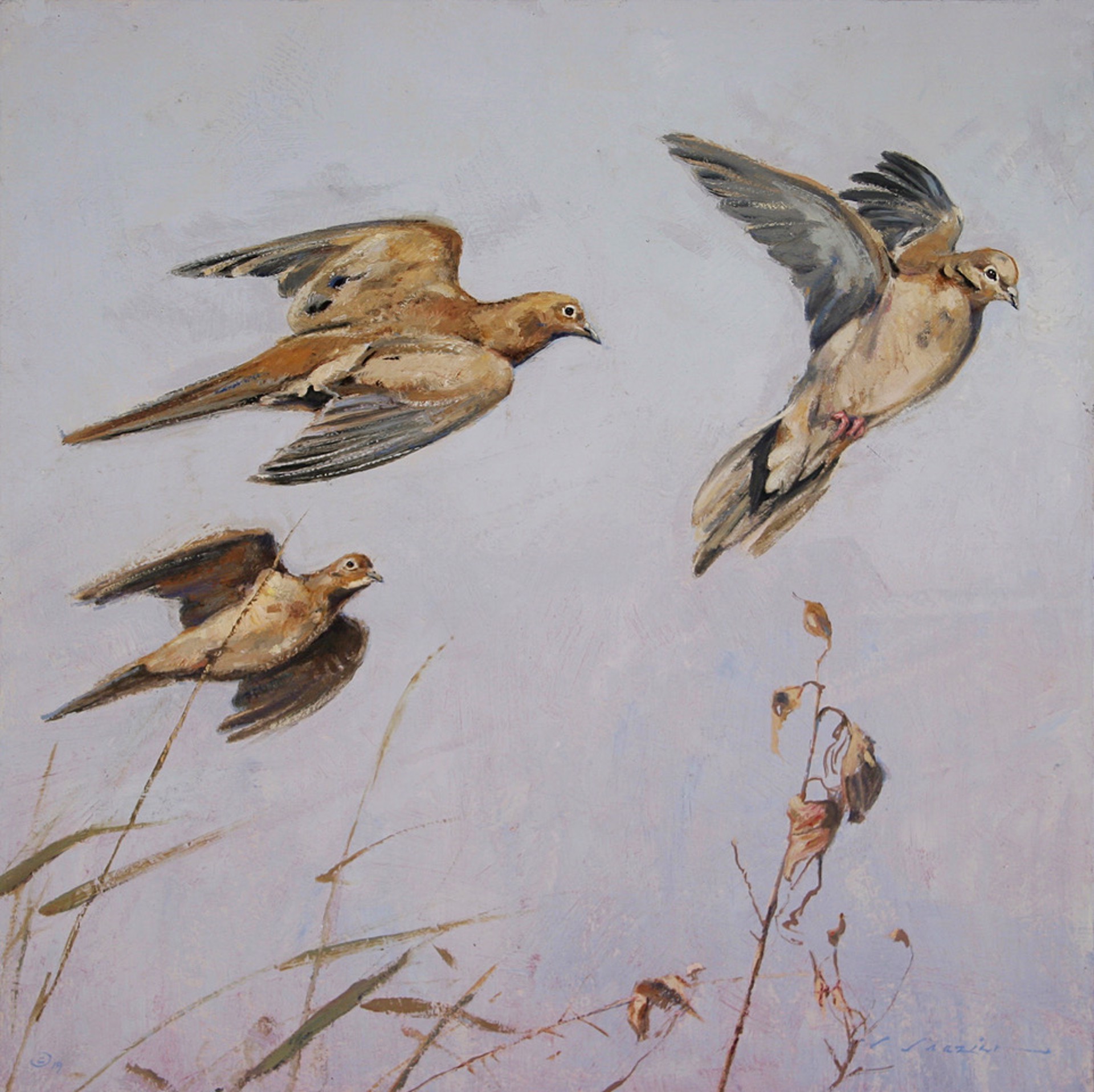 Doves of Hondo by Luke Frazier