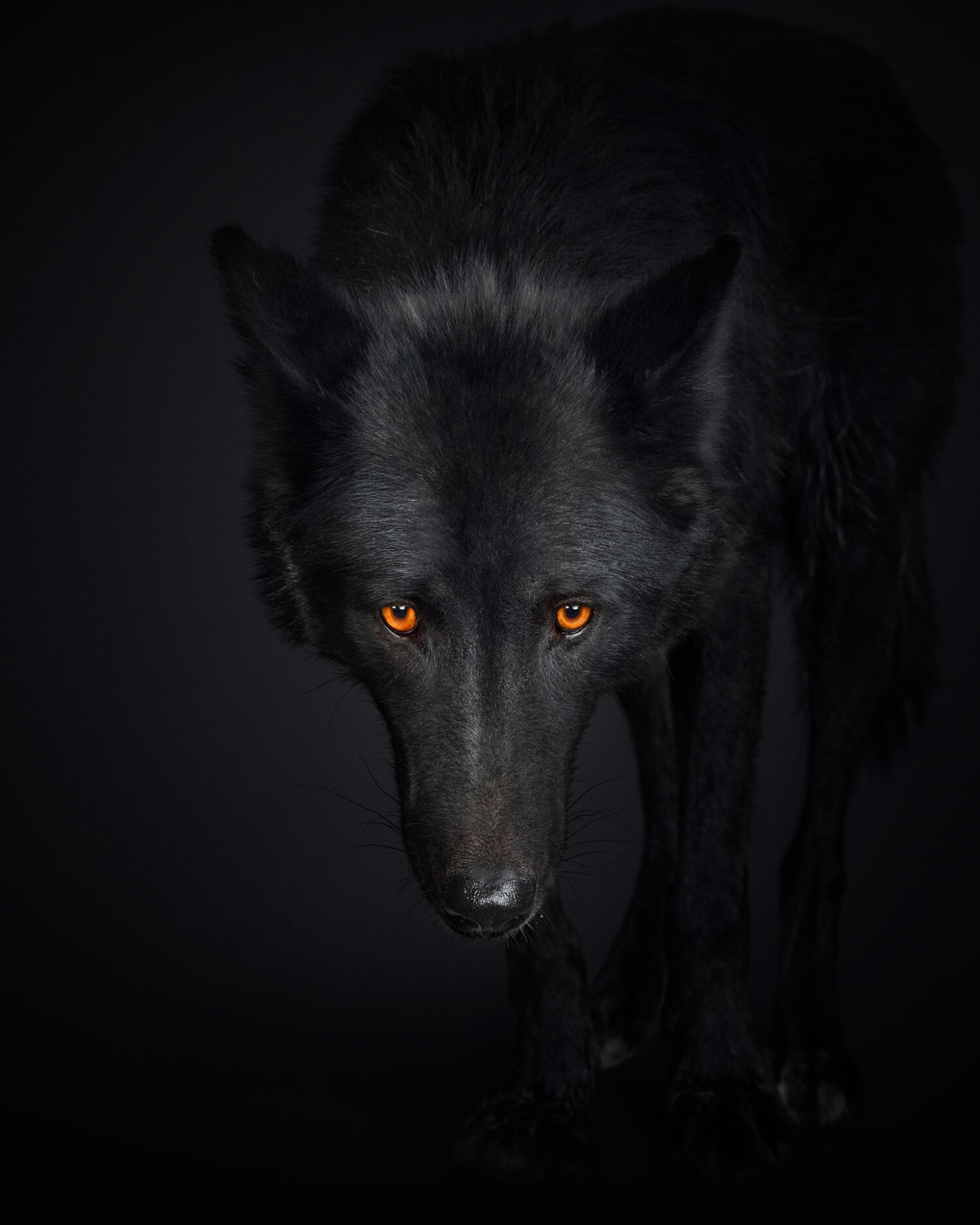 Black Wolf No. 1 by Randal Ford