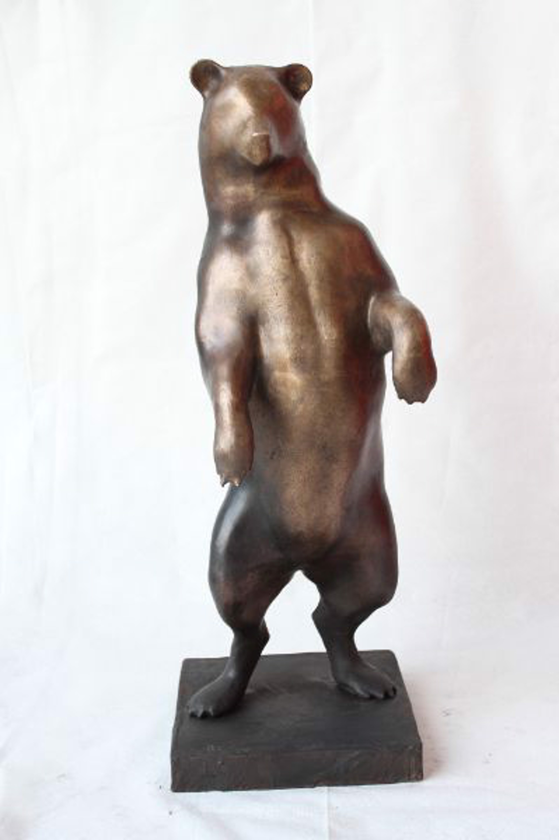 Curious Bear by JAMIE SUMMERS