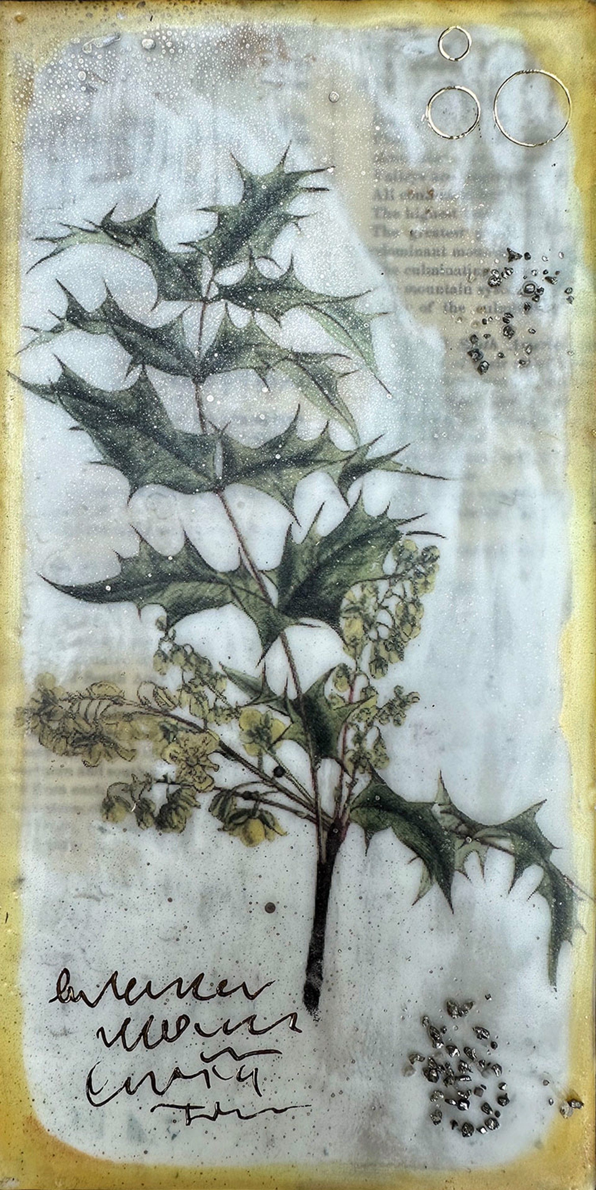 Oregon Grape by Shannon Amidon