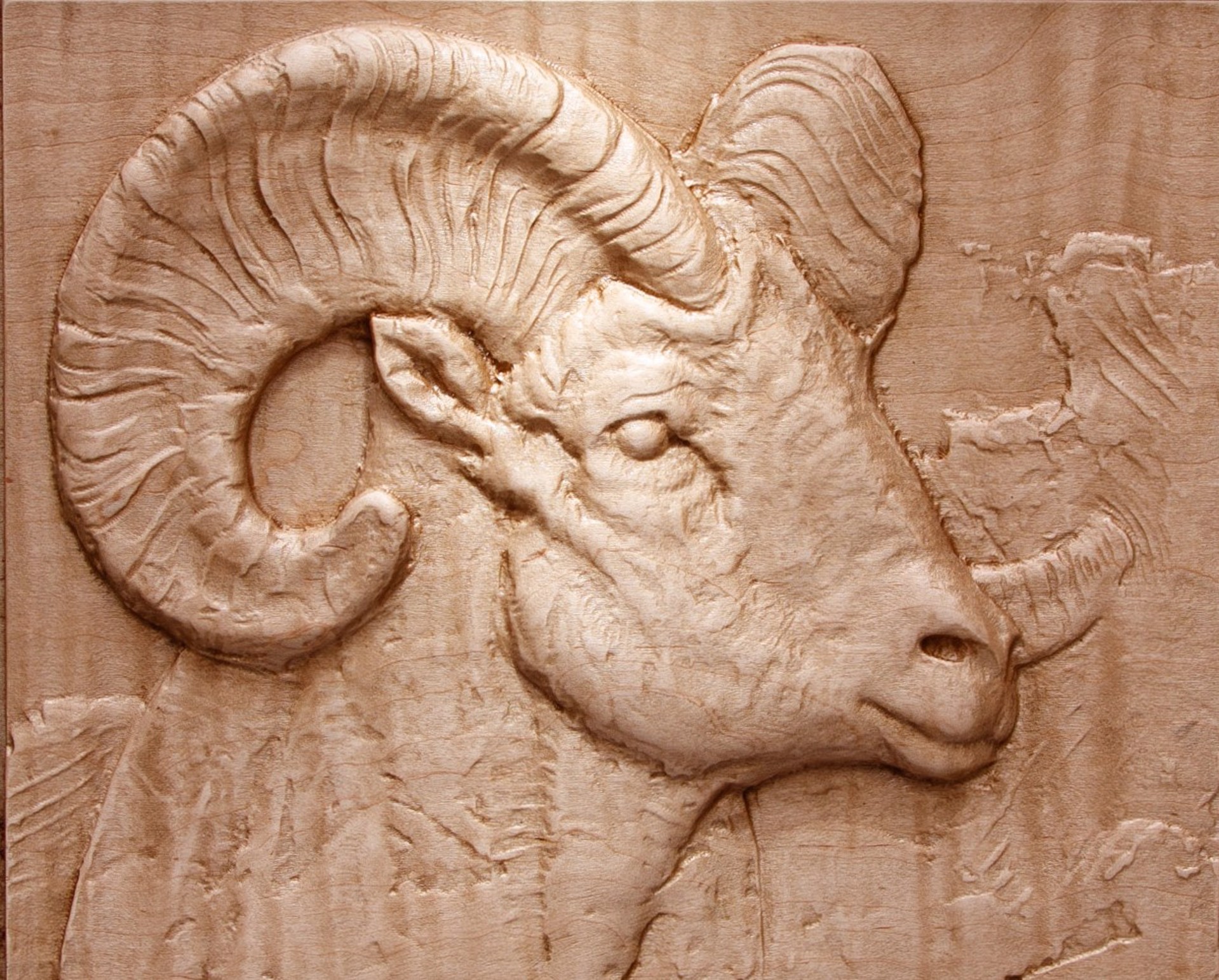 Bighorn Sheep by Dana Younger