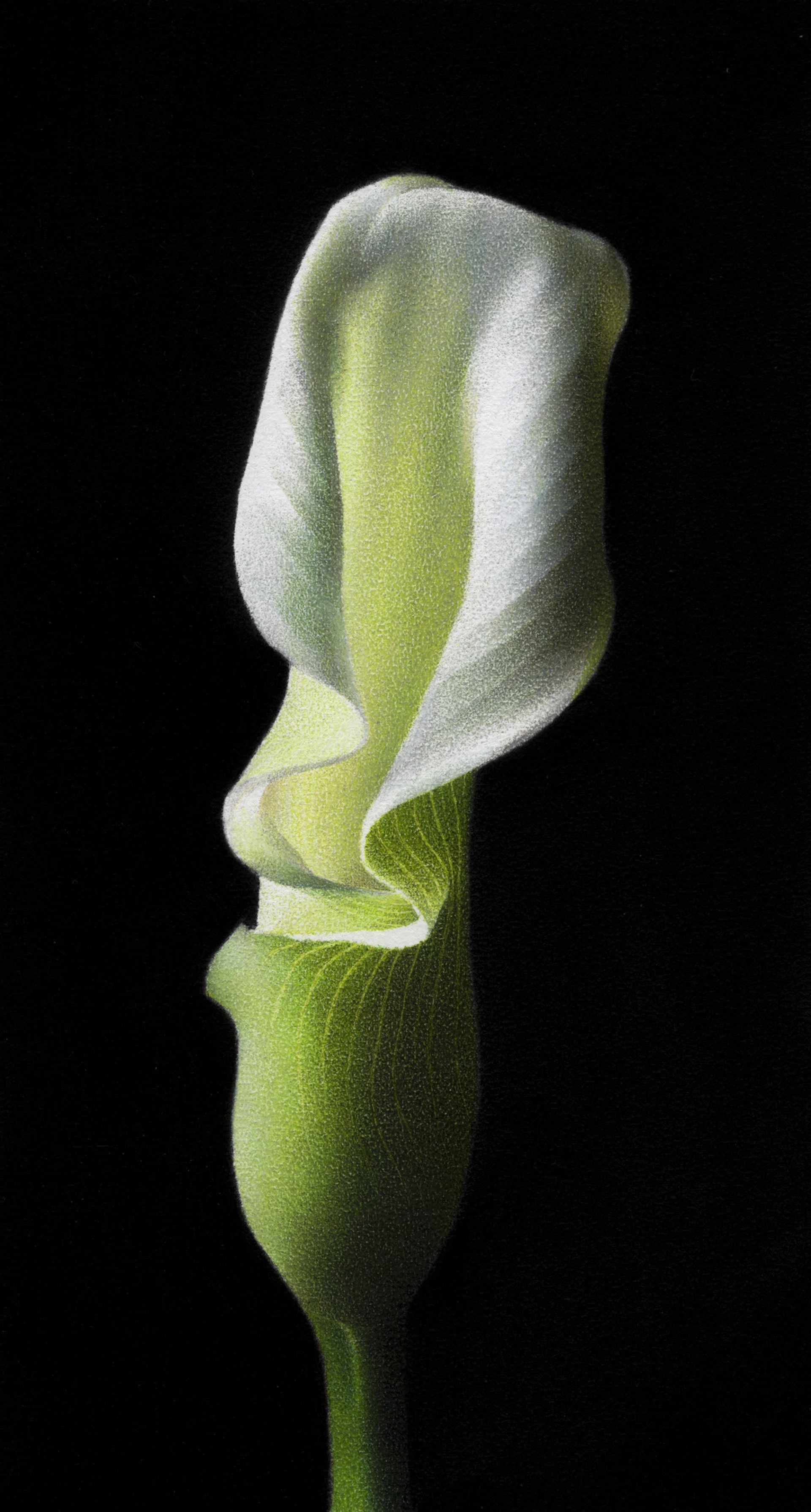 Calla Lily by Megan Seiter