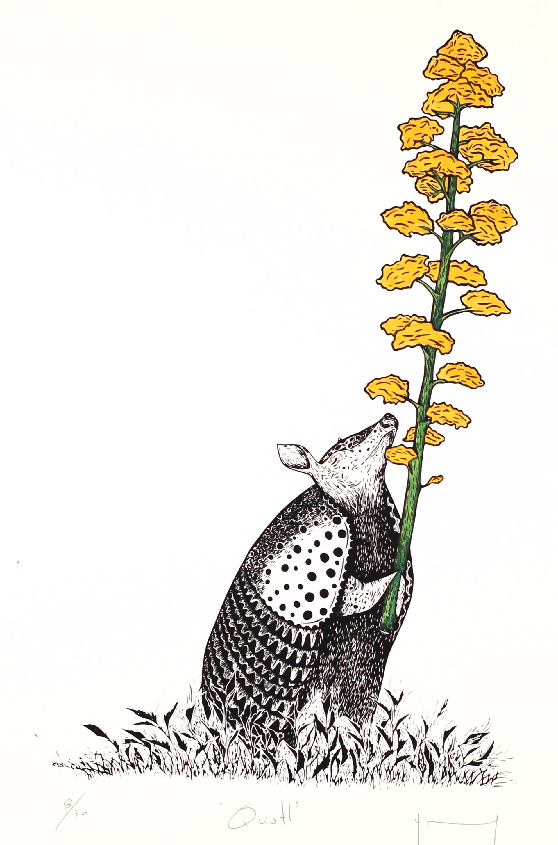 Armadillo con Quiote by Miguel Jimenez Martinez