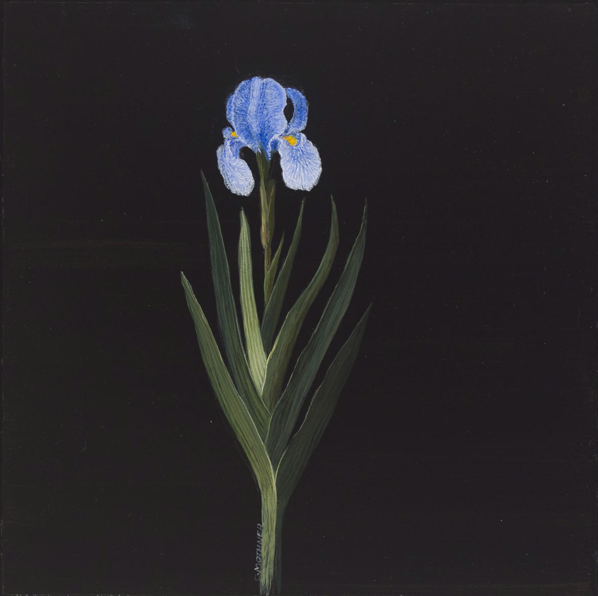 Blue Iris by Carol Mothner