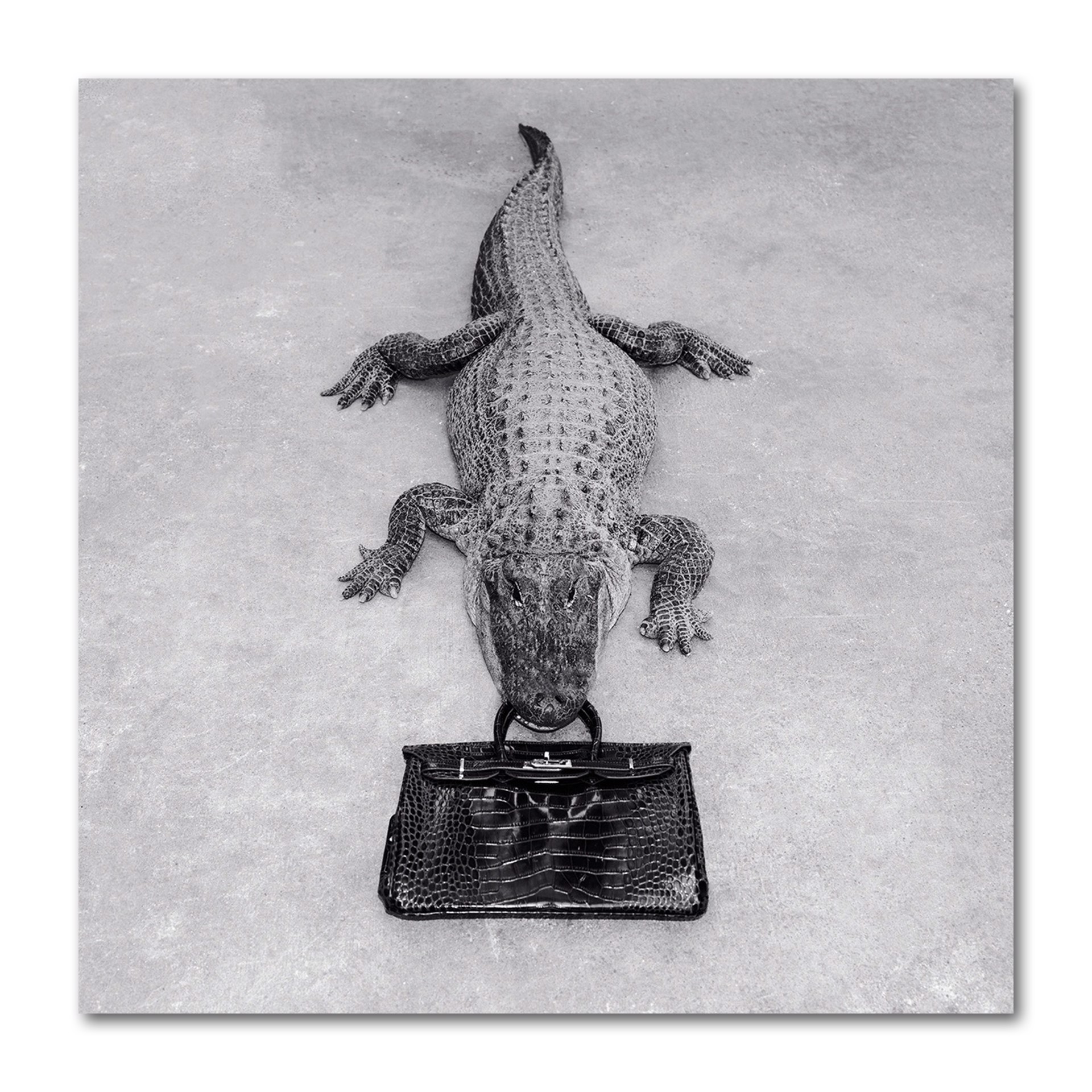 Gator Birkin by Tyler Shields